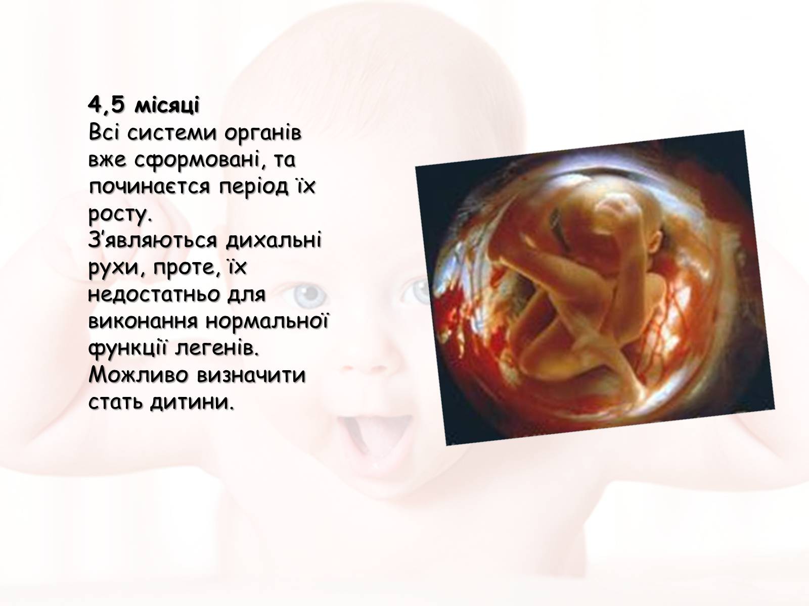 Презентація на тему «Розмноження та розвиток людини» (варіант 2) - Слайд #14 Презентація на тему «Розмноження та розвиток людини» (варіант 2) - Слайд #14