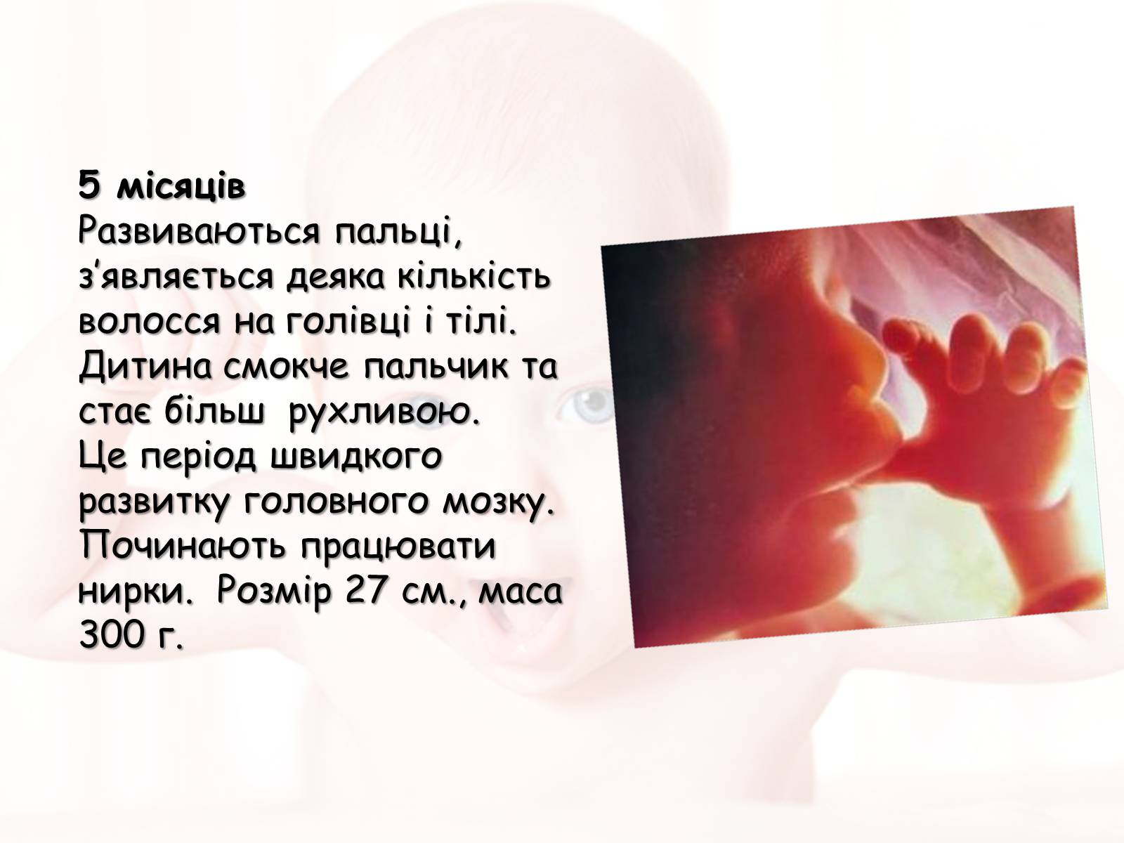 Презентація на тему «Розмноження та розвиток людини» (варіант 2) - Слайд #15 Презентація на тему «Розмноження та розвиток людини» (варіант 2) - Слайд #15