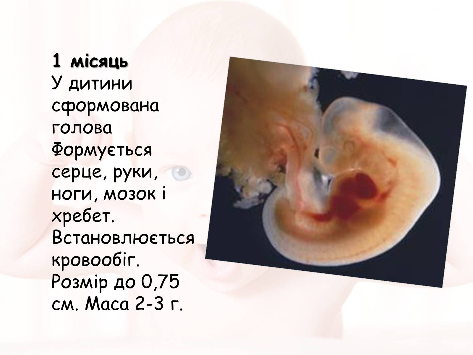 Презентація на тему «Розмноження та розвиток людини» (варіант 2) - Слайд #7 Презентація на тему «Розмноження та розвиток людини» (варіант 2) - Слайд #7