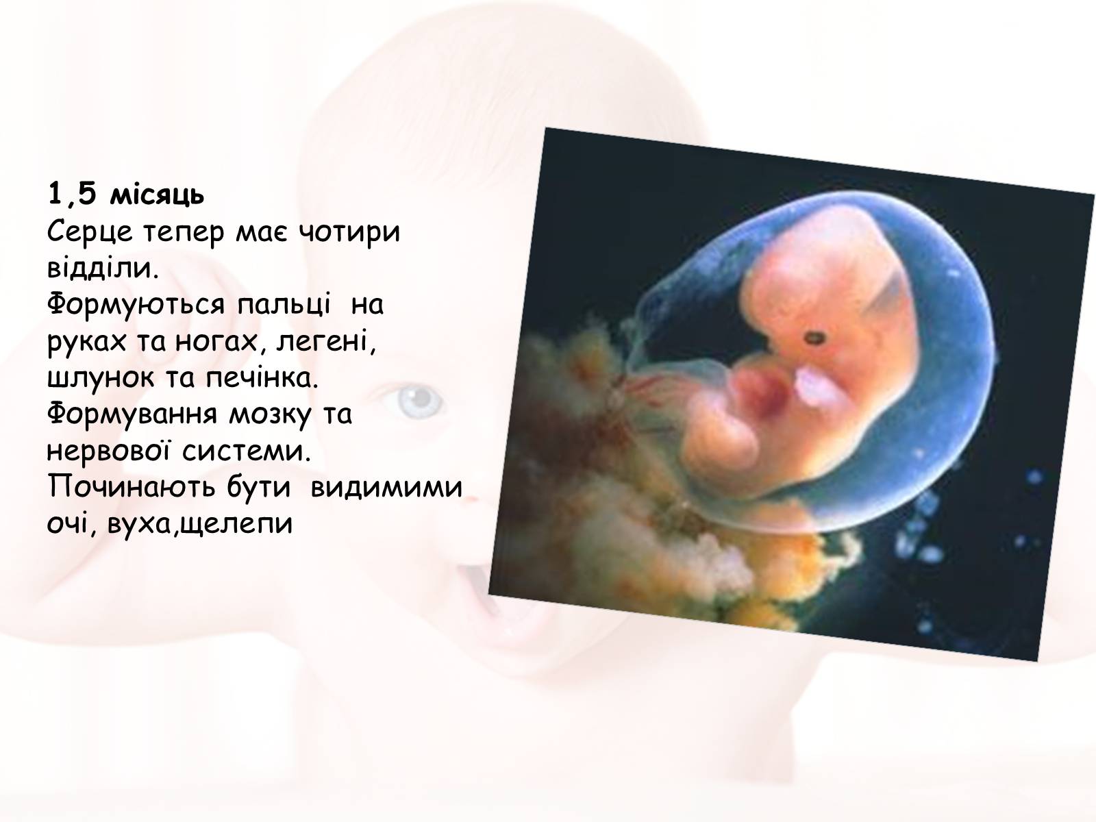 Презентація на тему «Розмноження та розвиток людини» (варіант 2) - Слайд #8 Презентація на тему «Розмноження та розвиток людини» (варіант 2) - Слайд #8