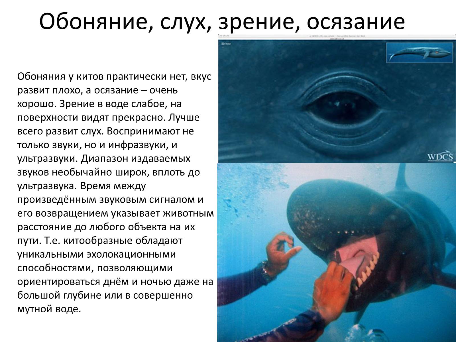 Презентація на тему «Отряд Китообразные» - Слайд #3 Презентація на тему «Отряд Китообразные» - Слайд #3