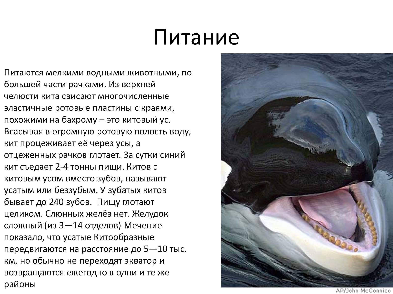 Презентація на тему «Отряд Китообразные» - Слайд #4 Презентація на тему «Отряд Китообразные» - Слайд #4