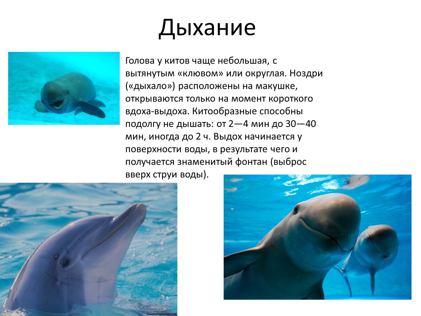 Презентація на тему «Отряд Китообразные» - Слайд #7 Презентація на тему «Отряд Китообразные» - Слайд #7