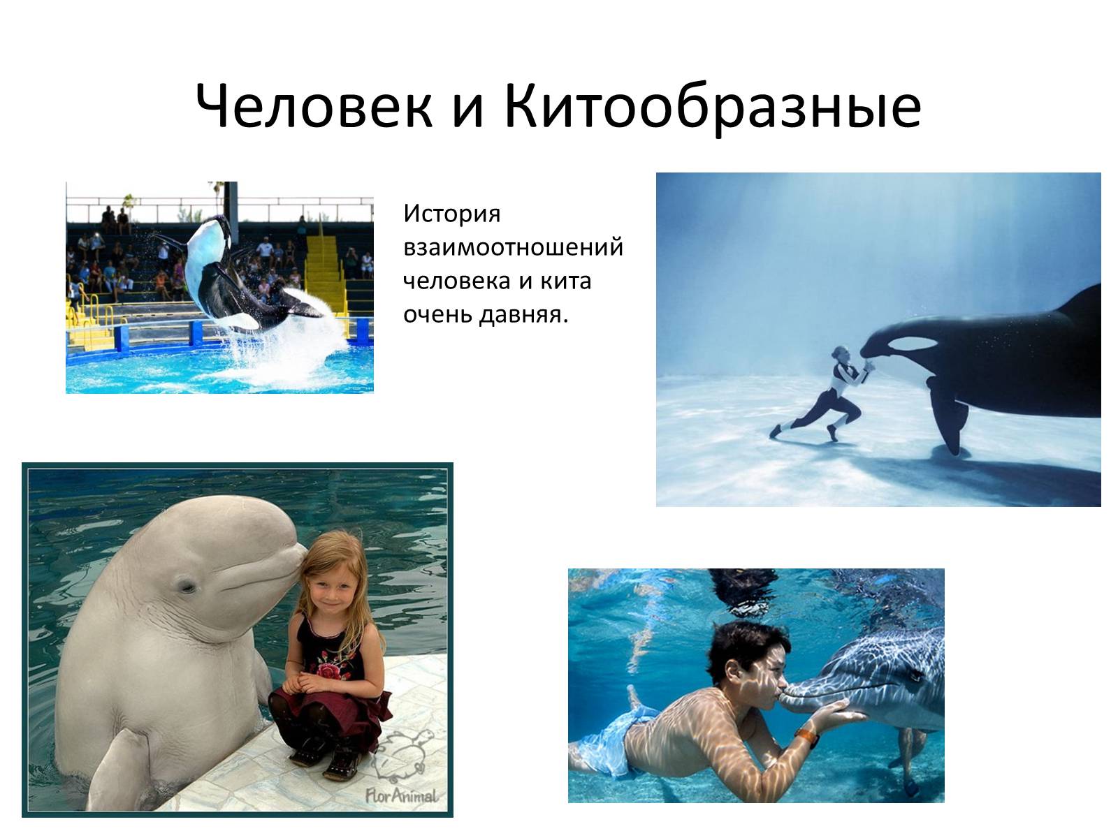 Презентація на тему «Отряд Китообразные» - Слайд #9 Презентація на тему «Отряд Китообразные» - Слайд #9