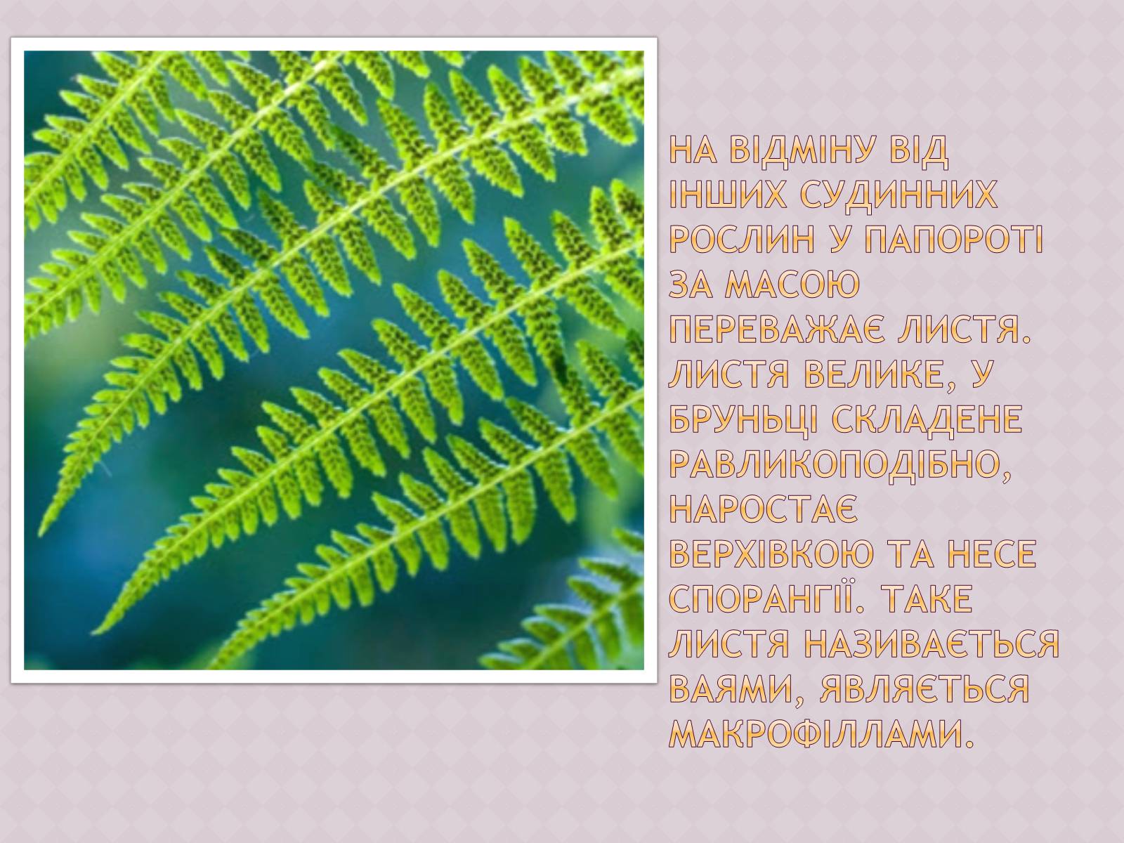 Презентація на тему «Папоротеподібні» (варіант 1) - Слайд #4 Презентація на тему «Папоротеподібні» (варіант 1) - Слайд #4