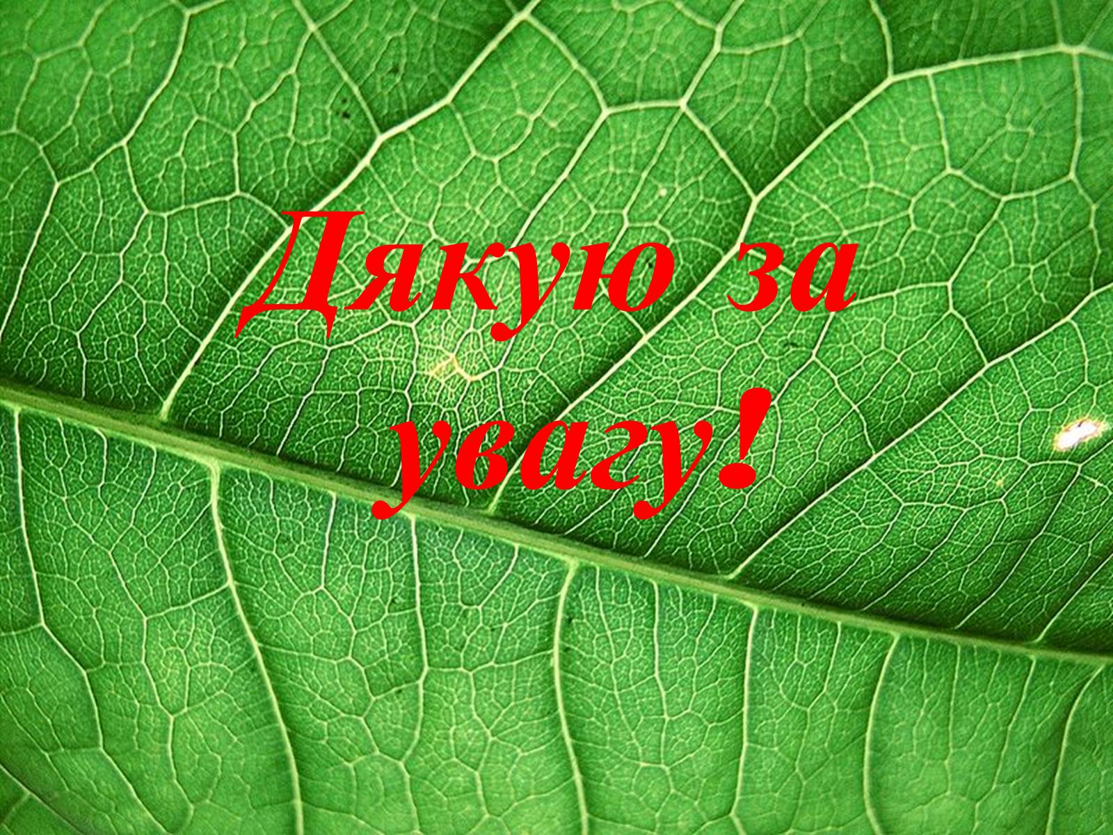Презентація на тему «Фотосинтез» (варіант 4) - Слайд #12 Презентація на тему «Фотосинтез» (варіант 4) - Слайд #12