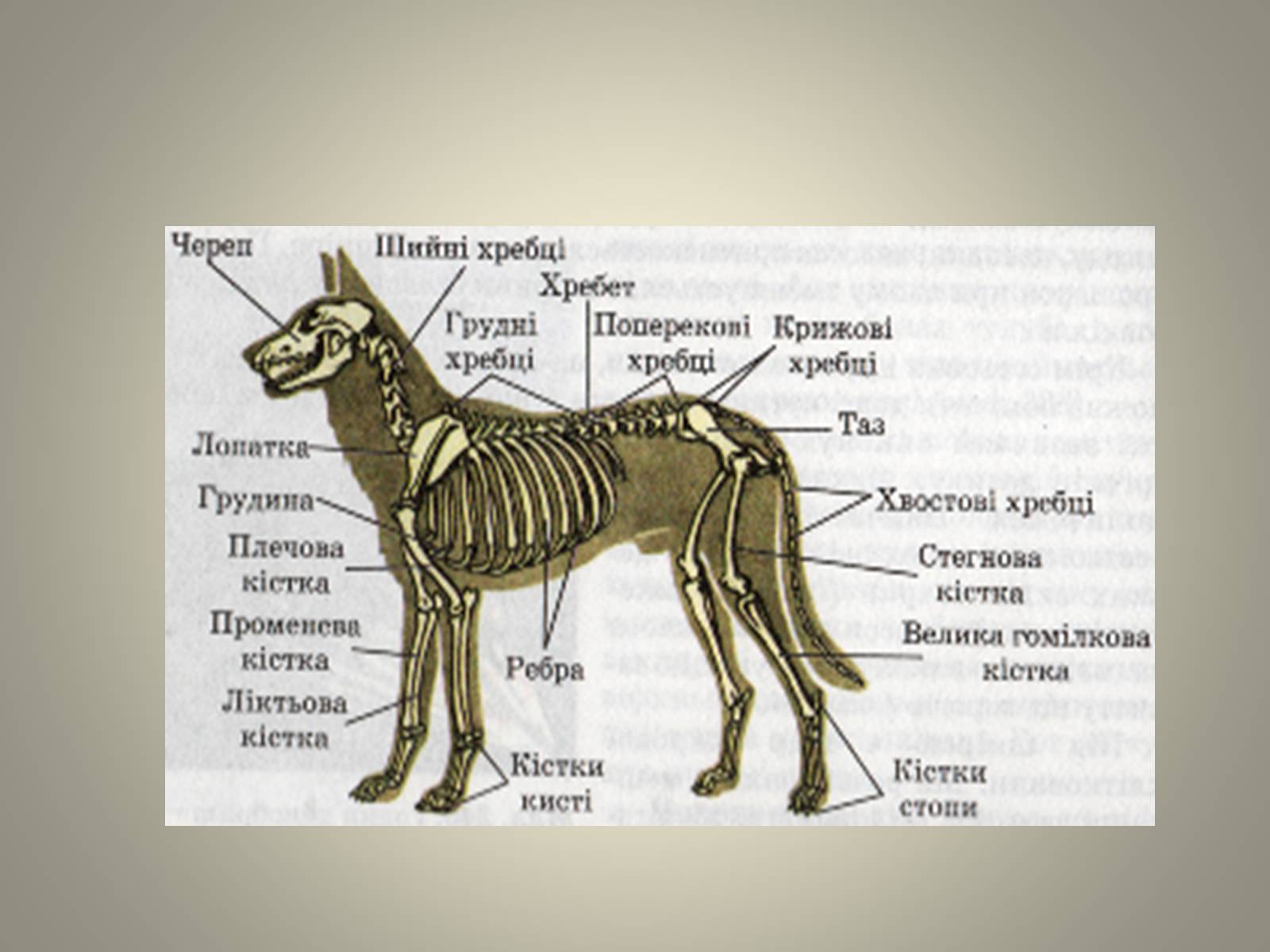 Презентація на тему «Клас Сcавці» (варіант 2) - Слайд #10 Презентація на тему «Клас Сcавці» (варіант 2) - Слайд #10