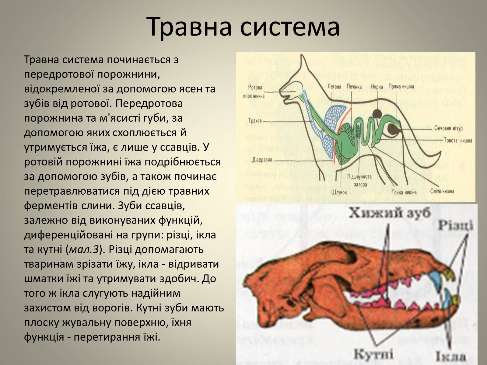 Презентація на тему «Клас Сcавці» (варіант 2) - Слайд #12 Презентація на тему «Клас Сcавці» (варіант 2) - Слайд #12