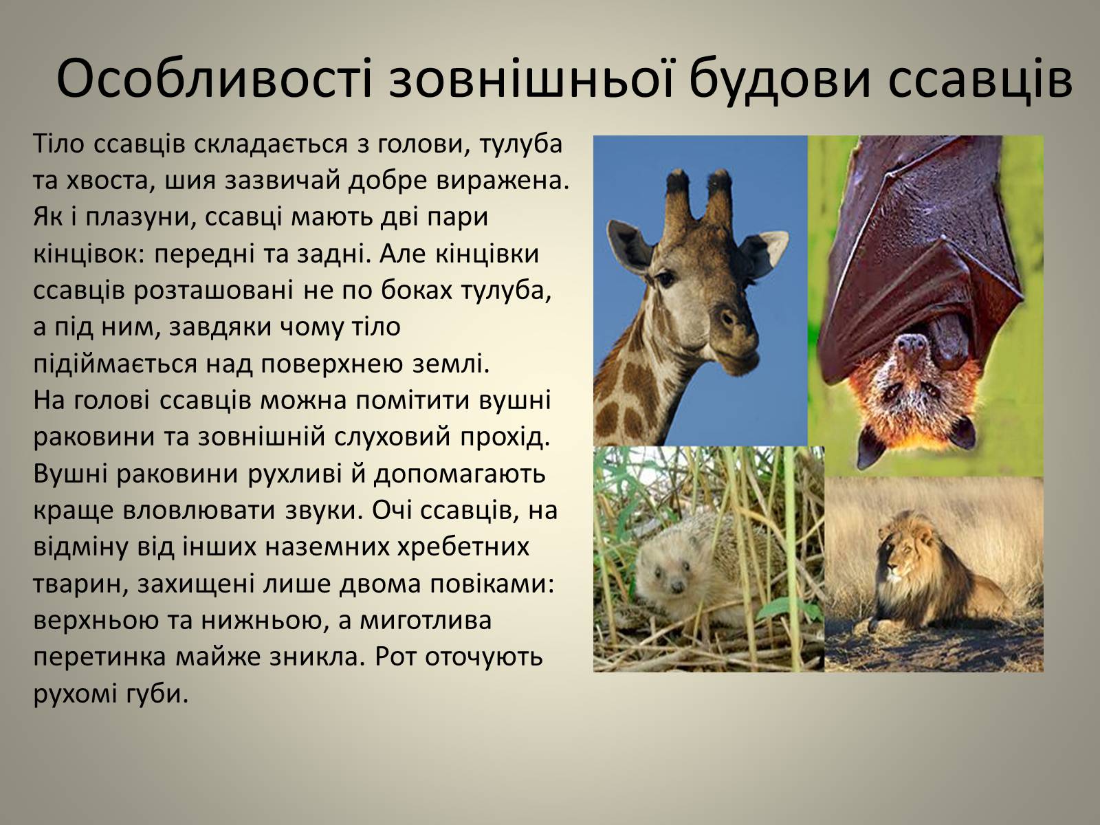 Презентація на тему «Клас Сcавці» (варіант 2) - Слайд #5 Презентація на тему «Клас Сcавці» (варіант 2) - Слайд #5