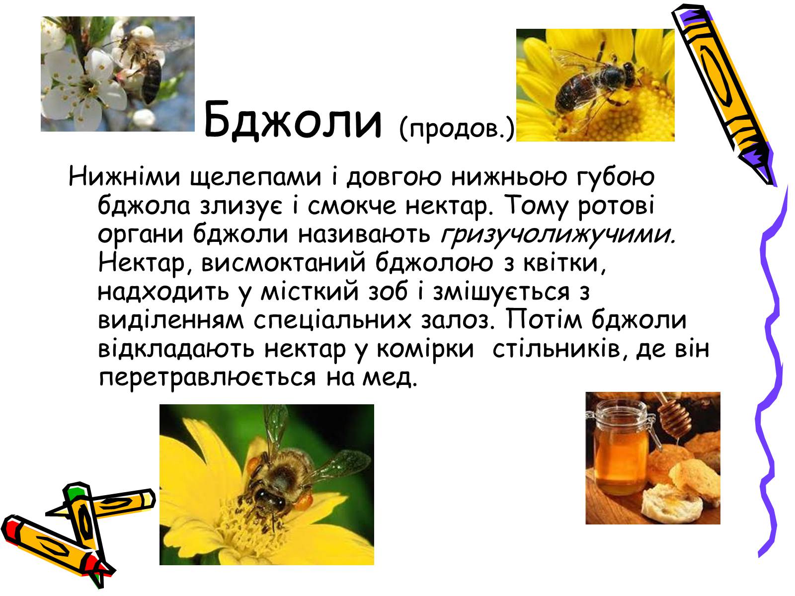 Презентація на тему «Бджоли – люди» - Слайд #5 Презентація на тему «Бджоли – люди» - Слайд #5