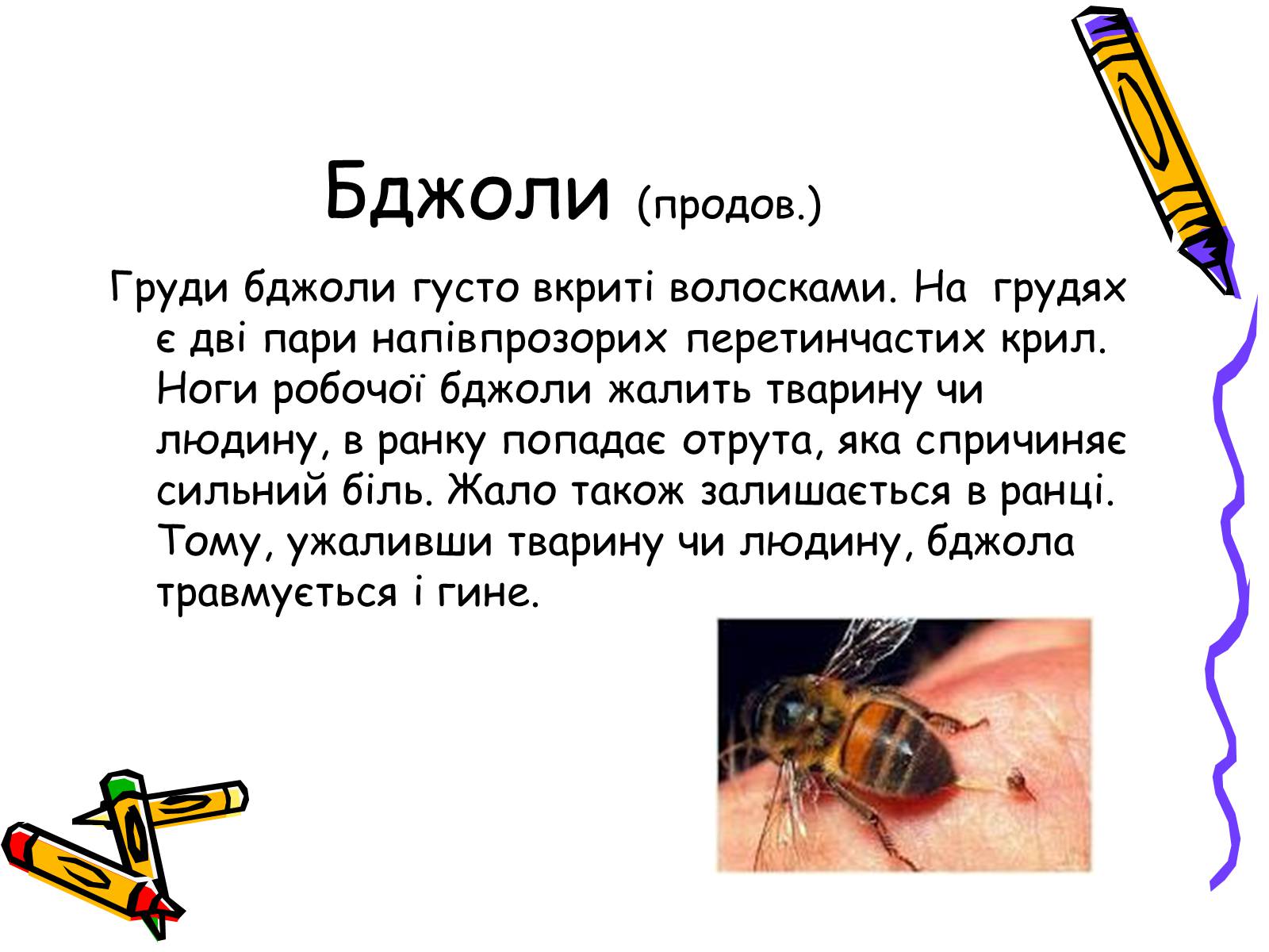 Презентація на тему «Бджоли – люди» - Слайд #6 Презентація на тему «Бджоли – люди» - Слайд #6