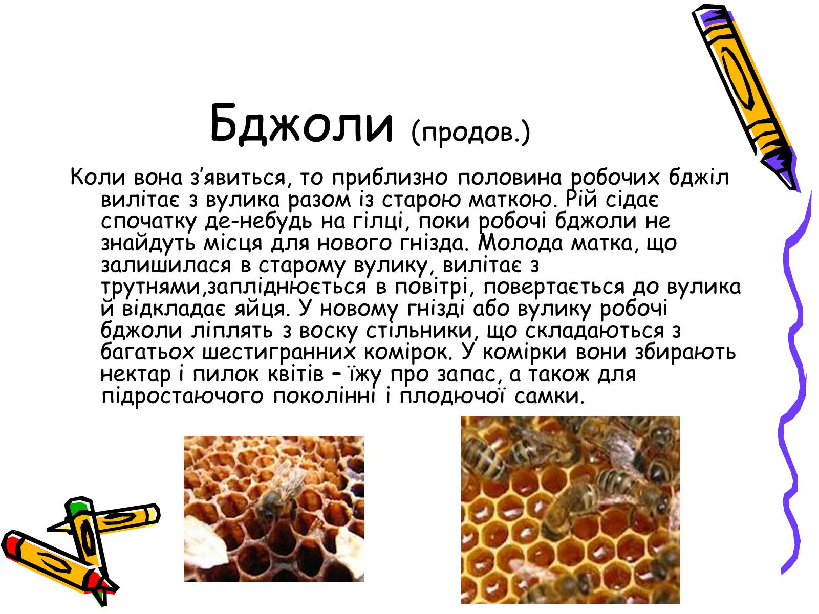 Презентація на тему «Бджоли – люди» - Слайд #8 Презентація на тему «Бджоли – люди» - Слайд #8