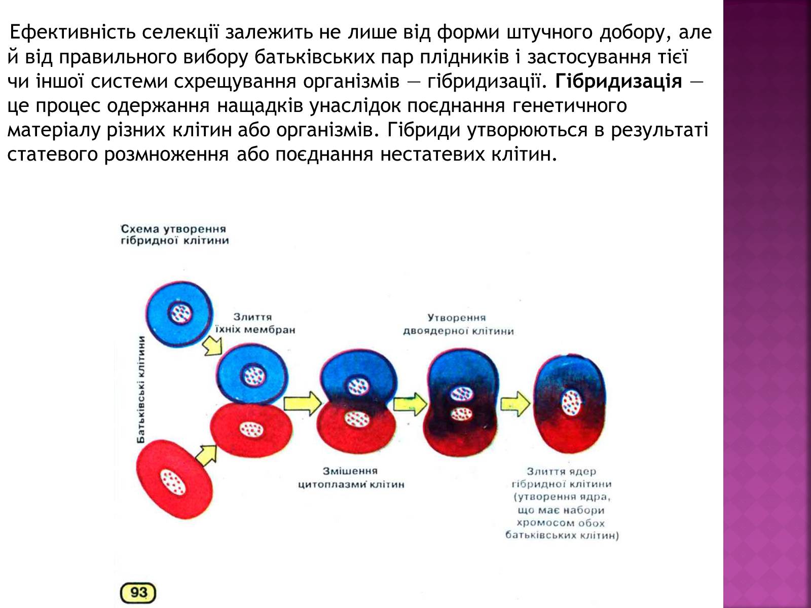 Презентація на тему «Генетичні основи селекції організмів» (варіант 1) - Слайд #11 Презентація на тему «Генетичні основи селекції організмів» (варіант 1) - Слайд #11