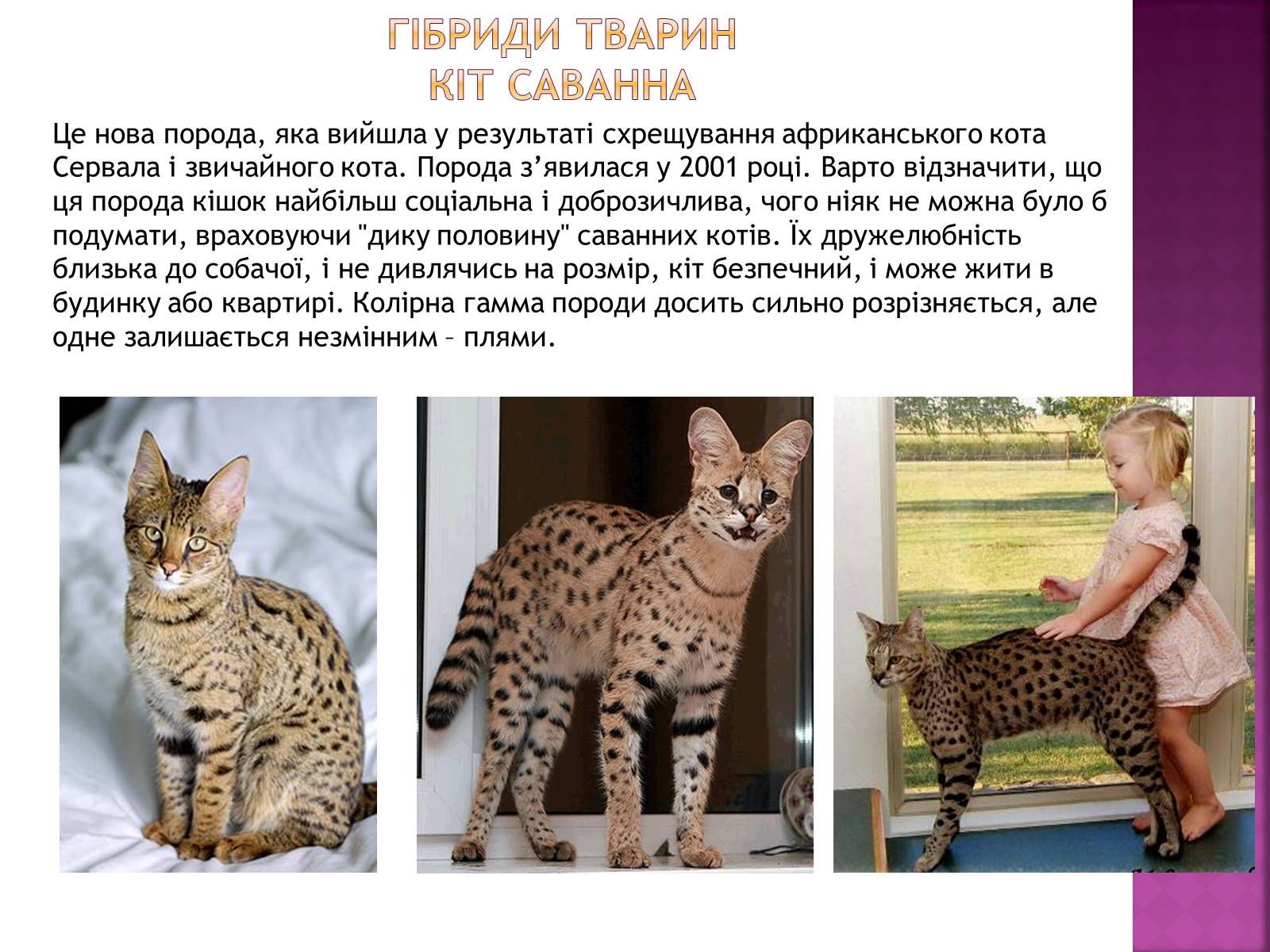 Презентація на тему «Генетичні основи селекції організмів» (варіант 1) - Слайд #17 Презентація на тему «Генетичні основи селекції організмів» (варіант 1) - Слайд #17