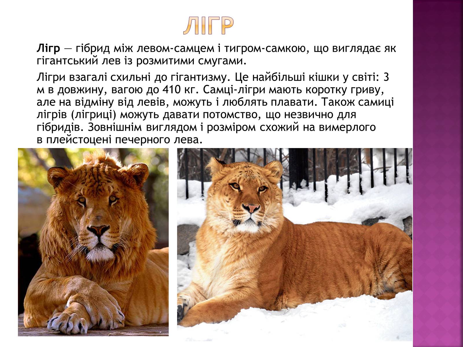 Презентація на тему «Генетичні основи селекції організмів» (варіант 1) - Слайд #18 Презентація на тему «Генетичні основи селекції організмів» (варіант 1) - Слайд #18