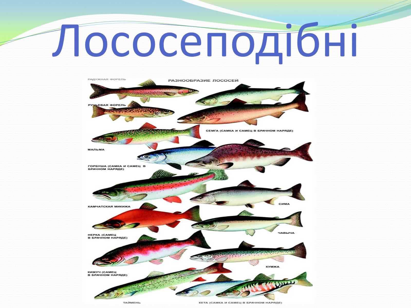 Презентація на тему «Лососеподібні» - Слайд #1 Презентація на тему «Лососеподібні» - Слайд #1