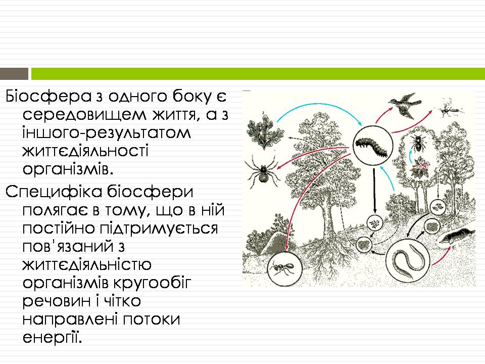 Презентація на тему «Біосфера» (варіант 12) - Слайд #4 Презентація на тему «Біосфера» (варіант 12) - Слайд #4