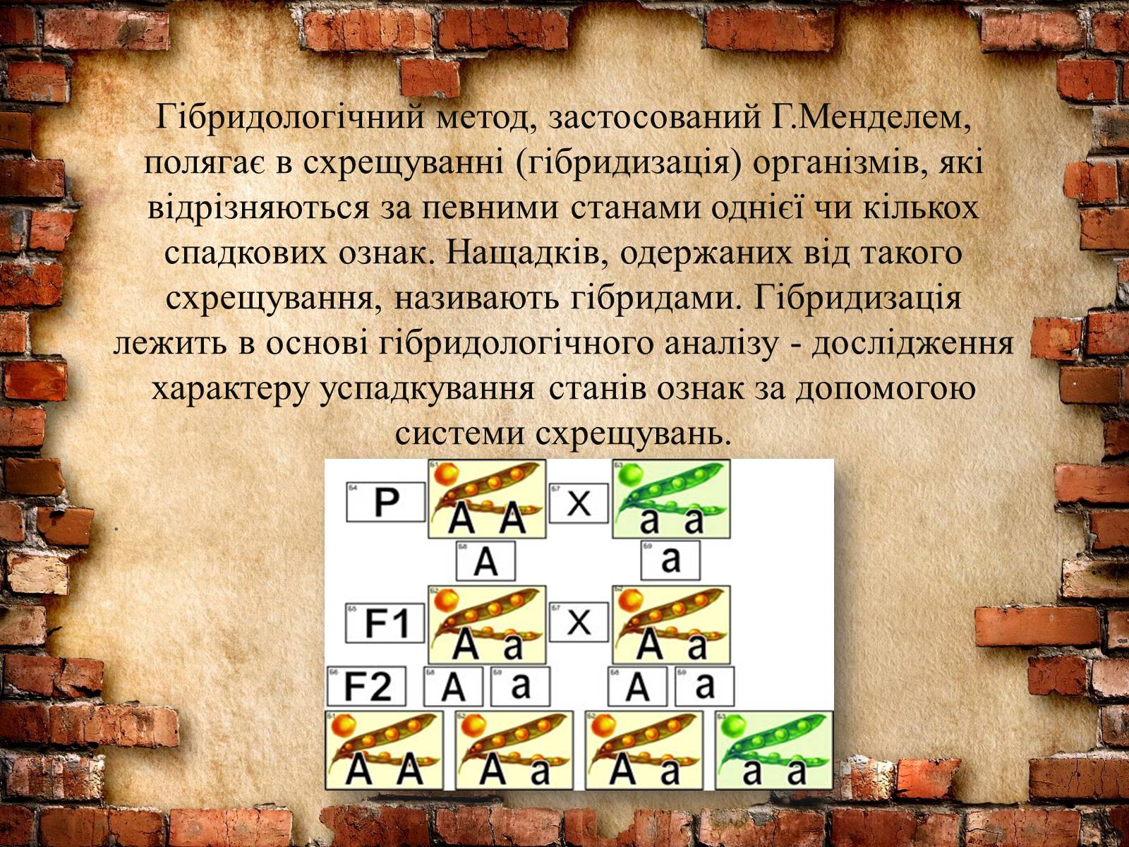 Презентація на тему «Методи генетичних досліджень» (варіант 2) - Слайд #2 Презентація на тему «Методи генетичних досліджень» (варіант 2) - Слайд #2