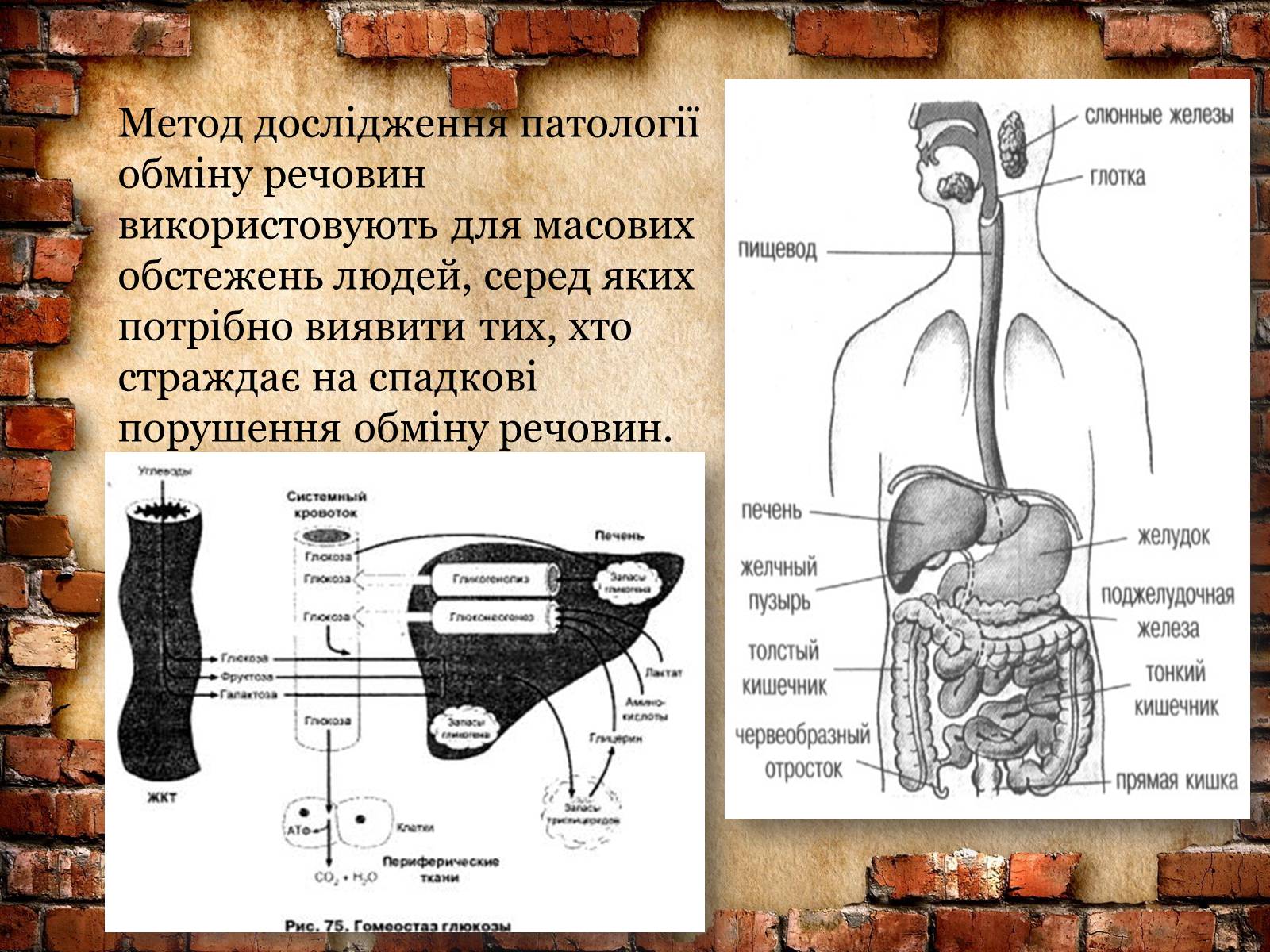 Презентація на тему «Методи генетичних досліджень» (варіант 2) - Слайд #9 Презентація на тему «Методи генетичних досліджень» (варіант 2) - Слайд #9