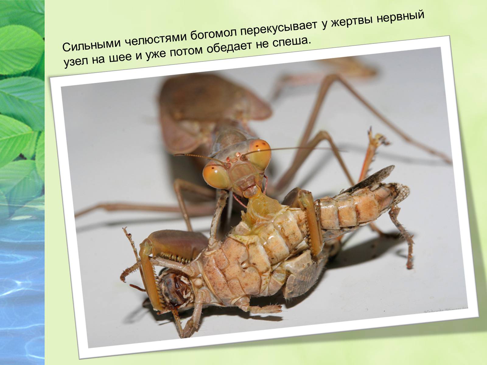 Презентація на тему «Богомол» - Слайд #10 Презентація на тему «Богомол» - Слайд #10