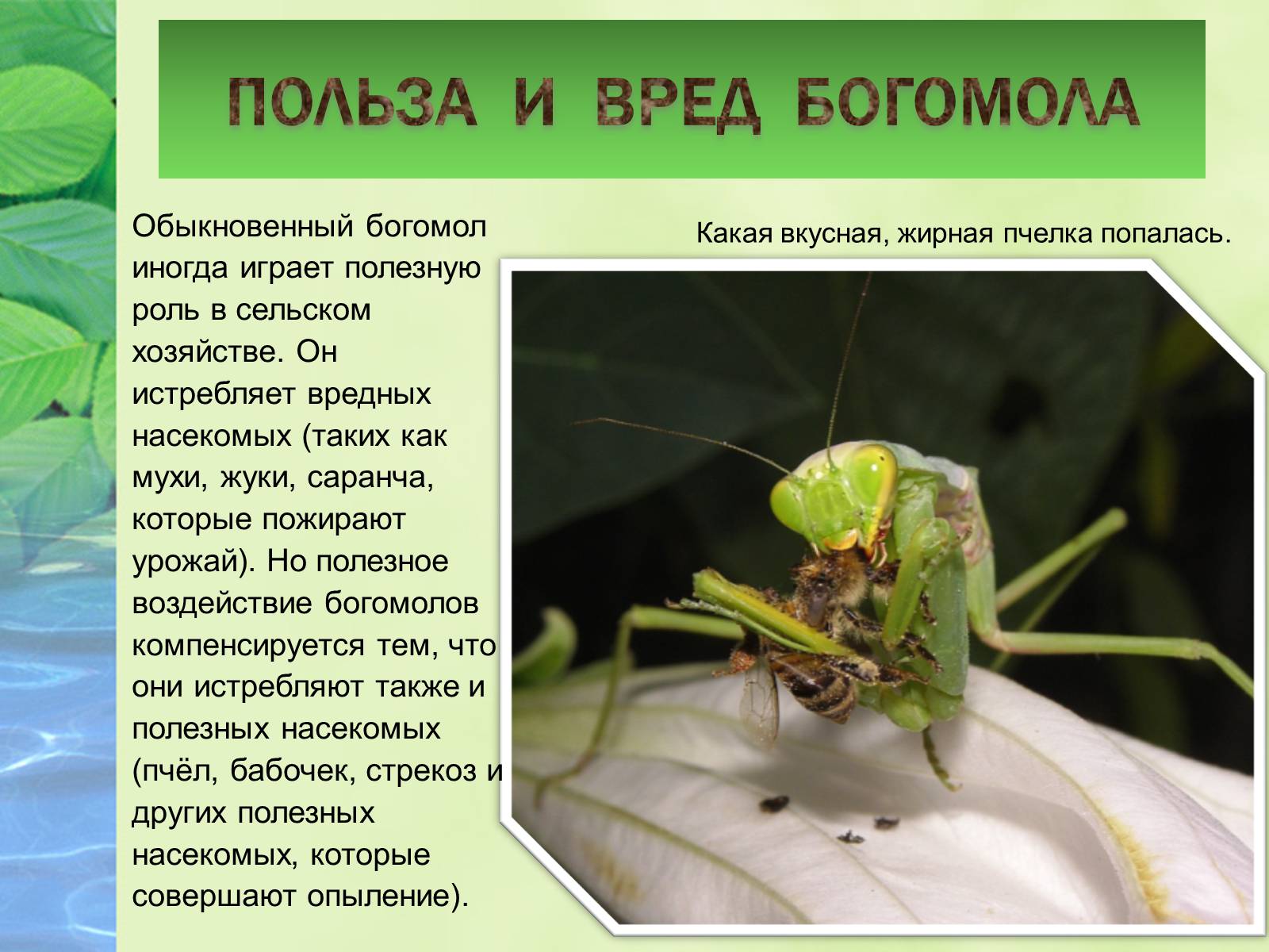 Презентація на тему «Богомол» - Слайд #15 Презентація на тему «Богомол» - Слайд #15