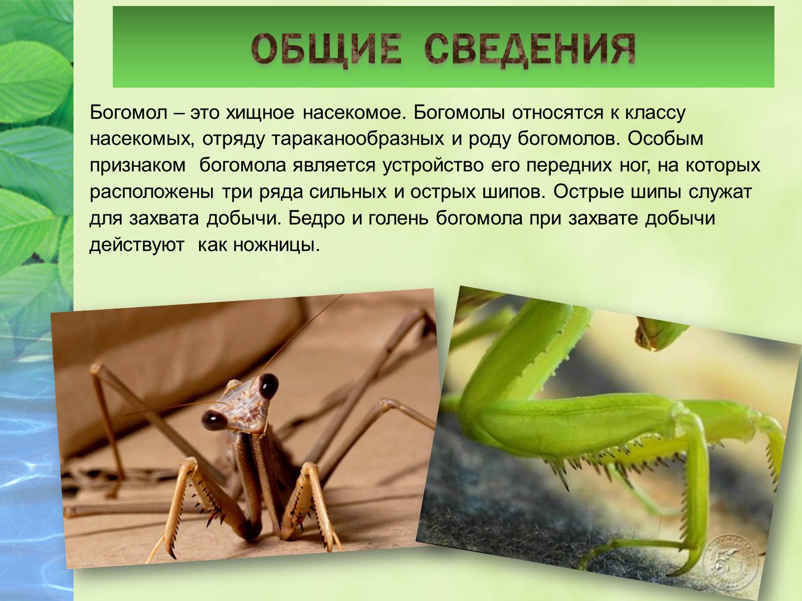 Презентація на тему «Богомол» - Слайд #2 Презентація на тему «Богомол» - Слайд #2