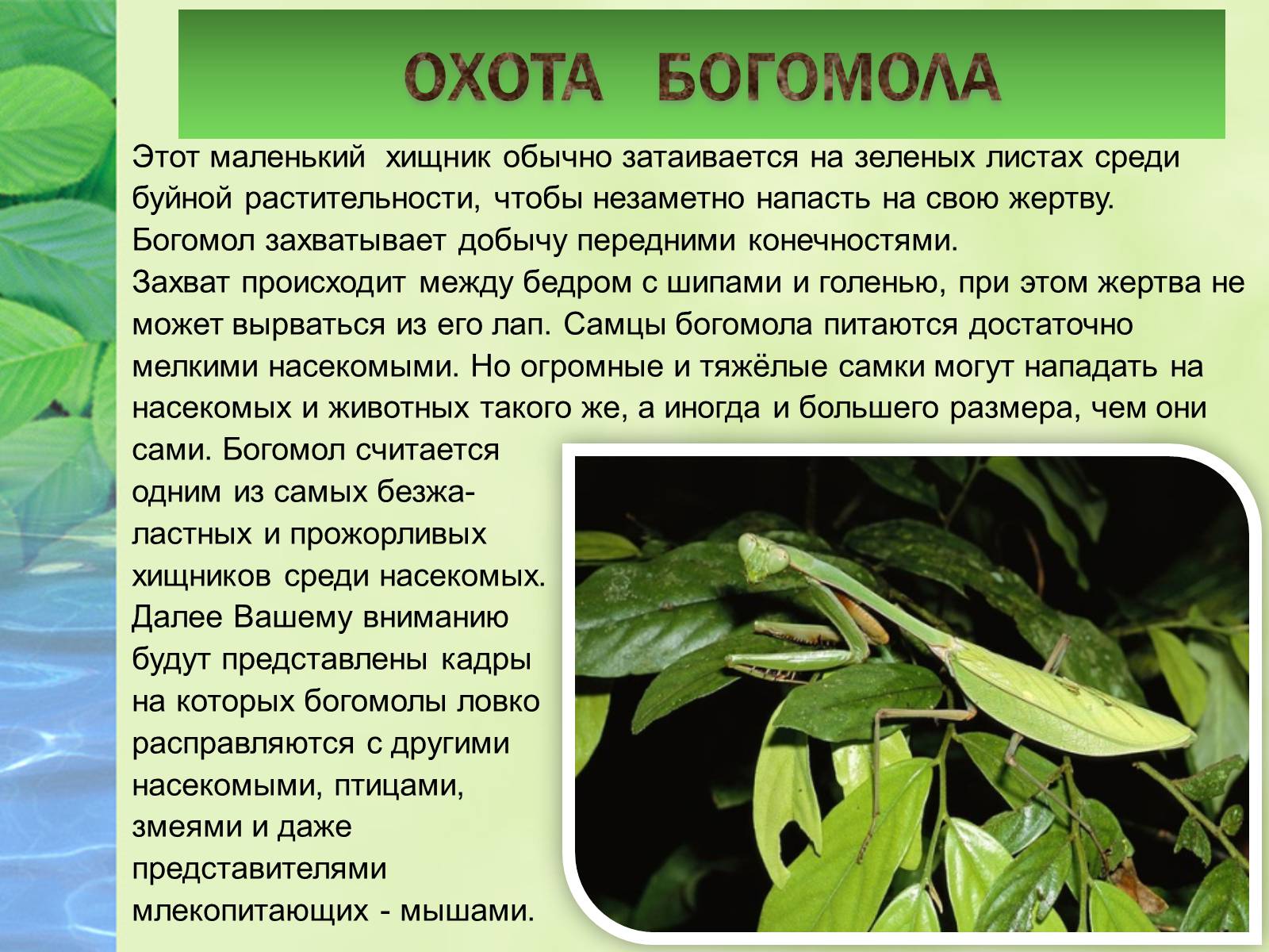 Презентація на тему «Богомол» - Слайд #9 Презентація на тему «Богомол» - Слайд #9