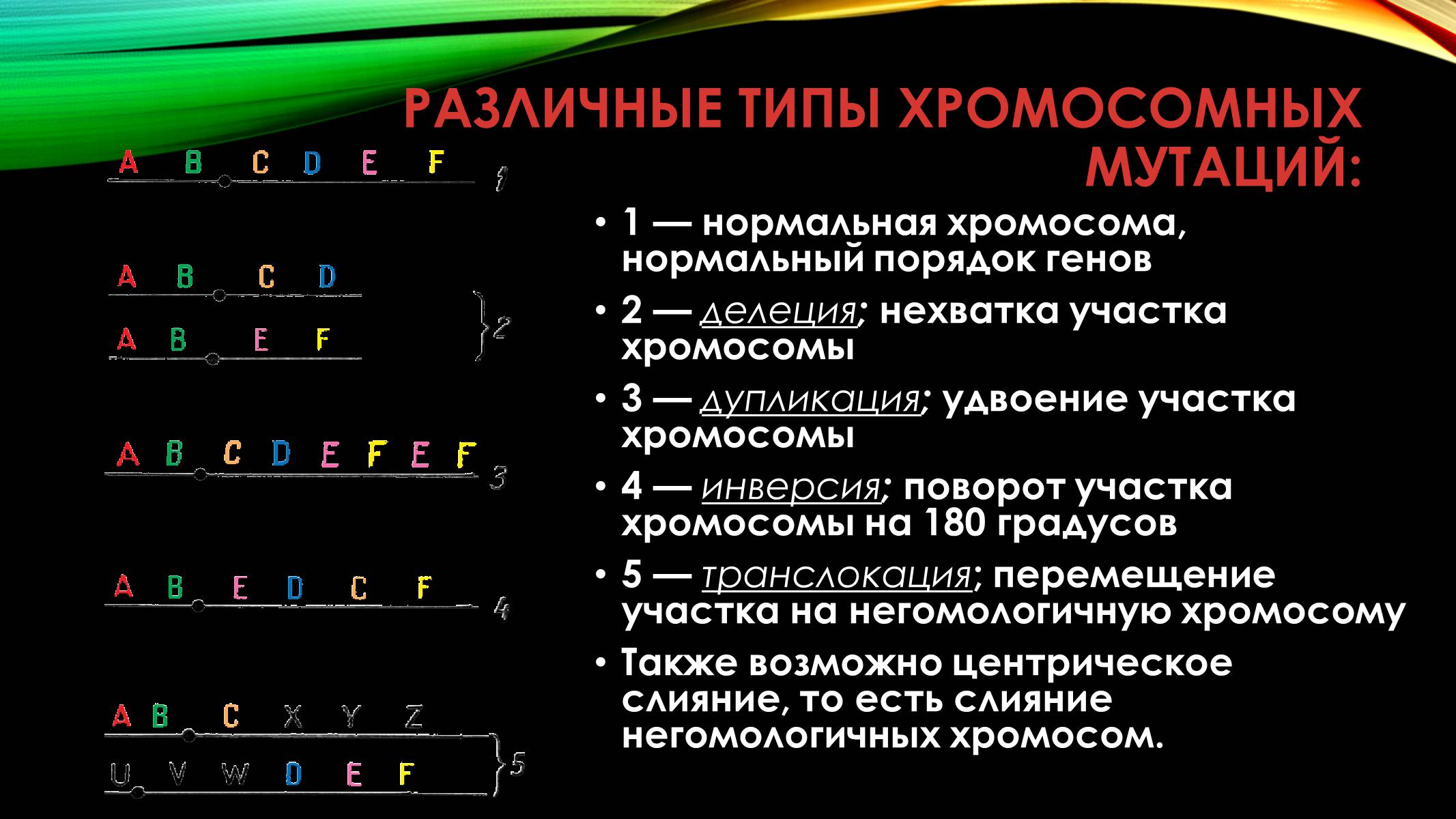 Презентація на тему «Мутации» - Слайд #14 Презентація на тему «Мутации» - Слайд #14