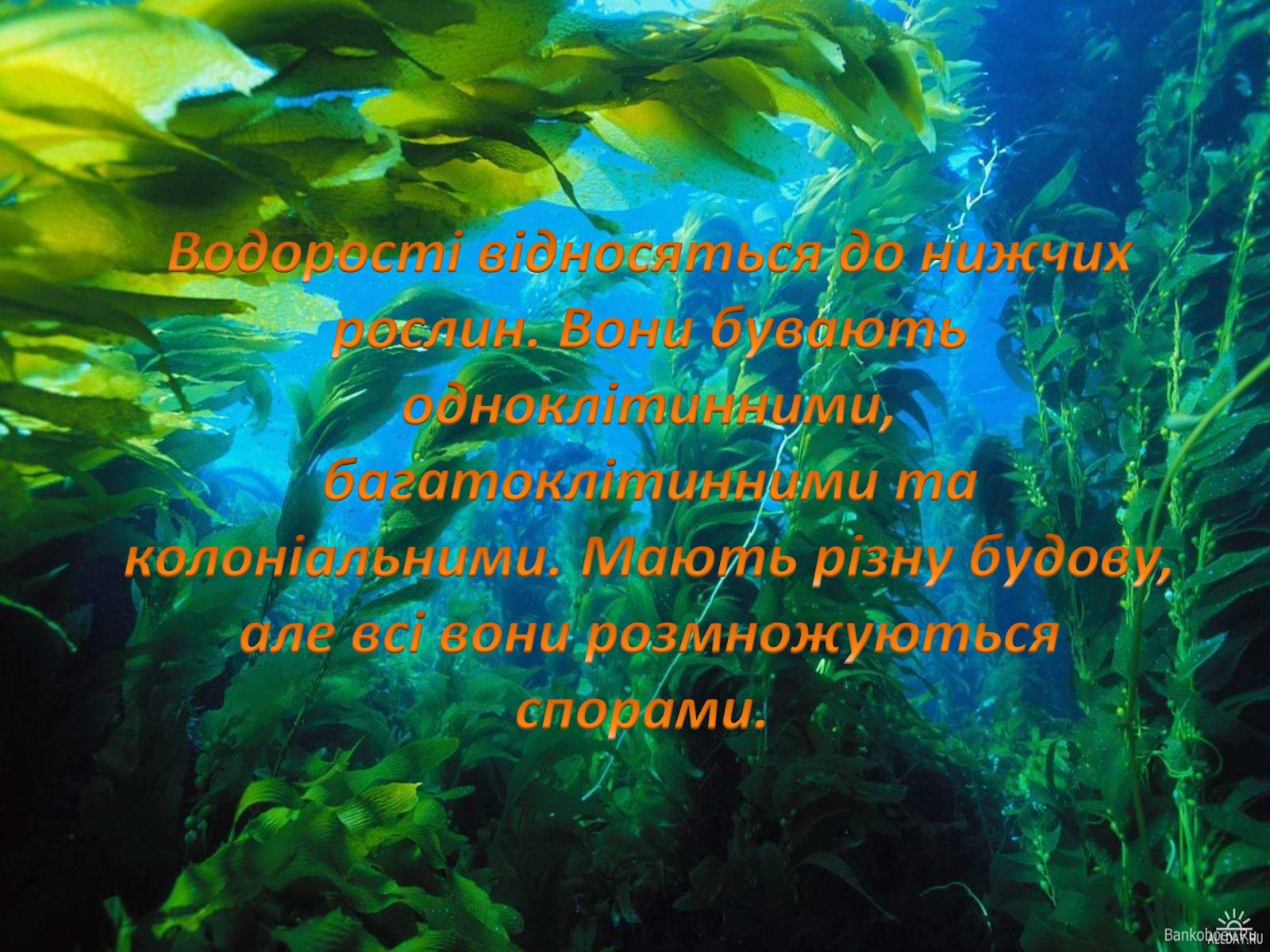 Презентація на тему «Значення водоростей у житті людини» - Слайд #2 Презентація на тему «Значення водоростей у житті людини» - Слайд #2