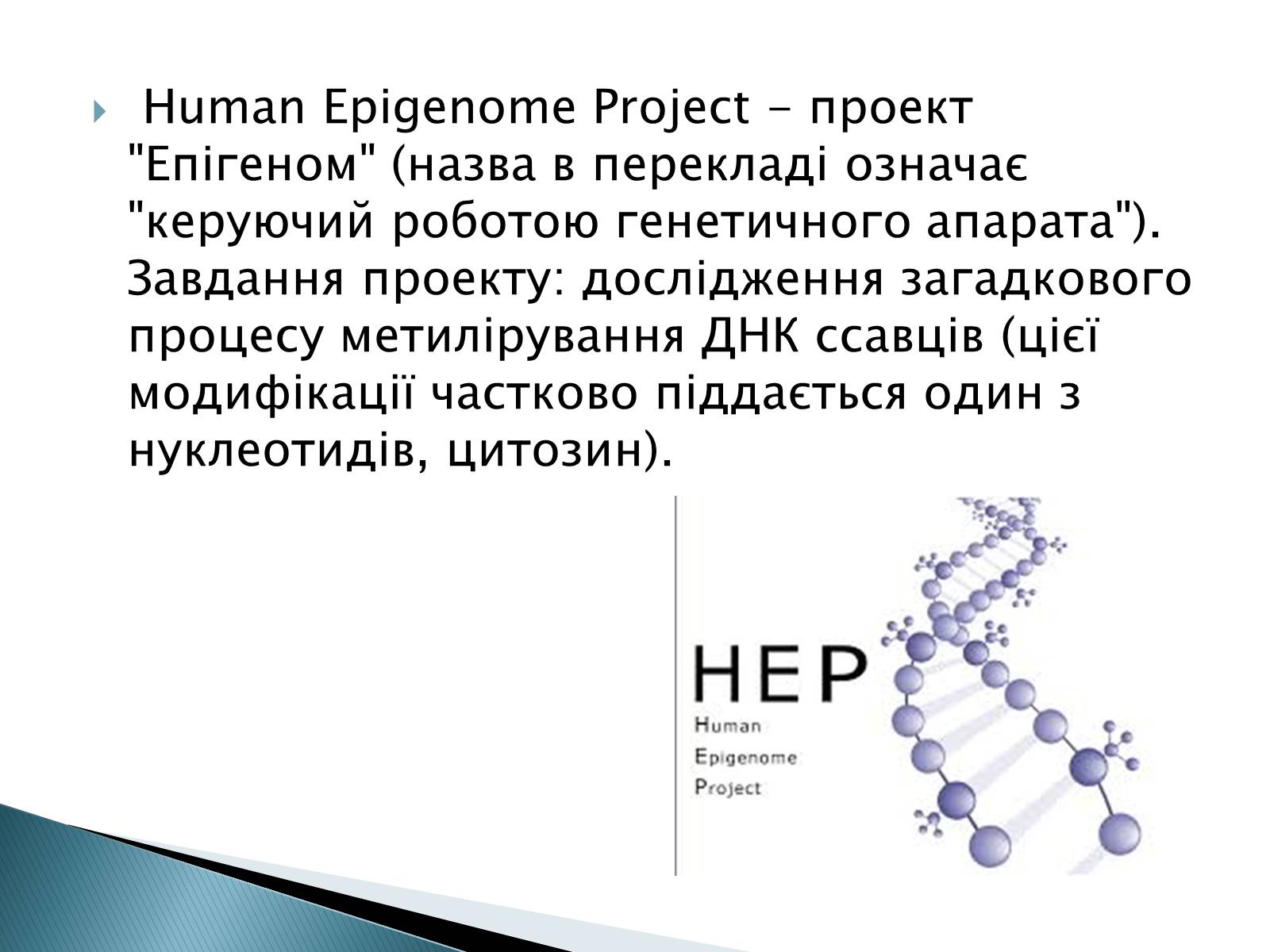 Презентація на тему «Геном Людини» - Слайд #14 Презентація на тему «Геном Людини» - Слайд #14