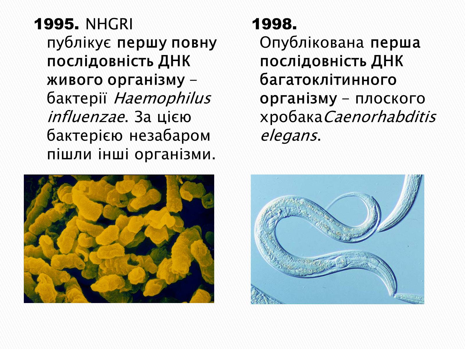 Презентація на тему «Геном Людини» - Слайд #8 Презентація на тему «Геном Людини» - Слайд #8