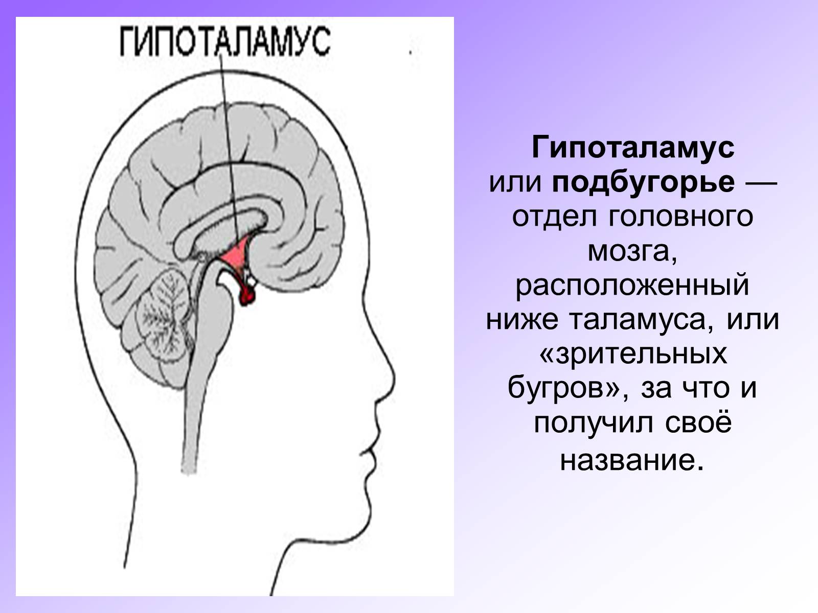 Презентація на тему «Гипоталамус» - Слайд #2 Презентація на тему «Гипоталамус» - Слайд #2