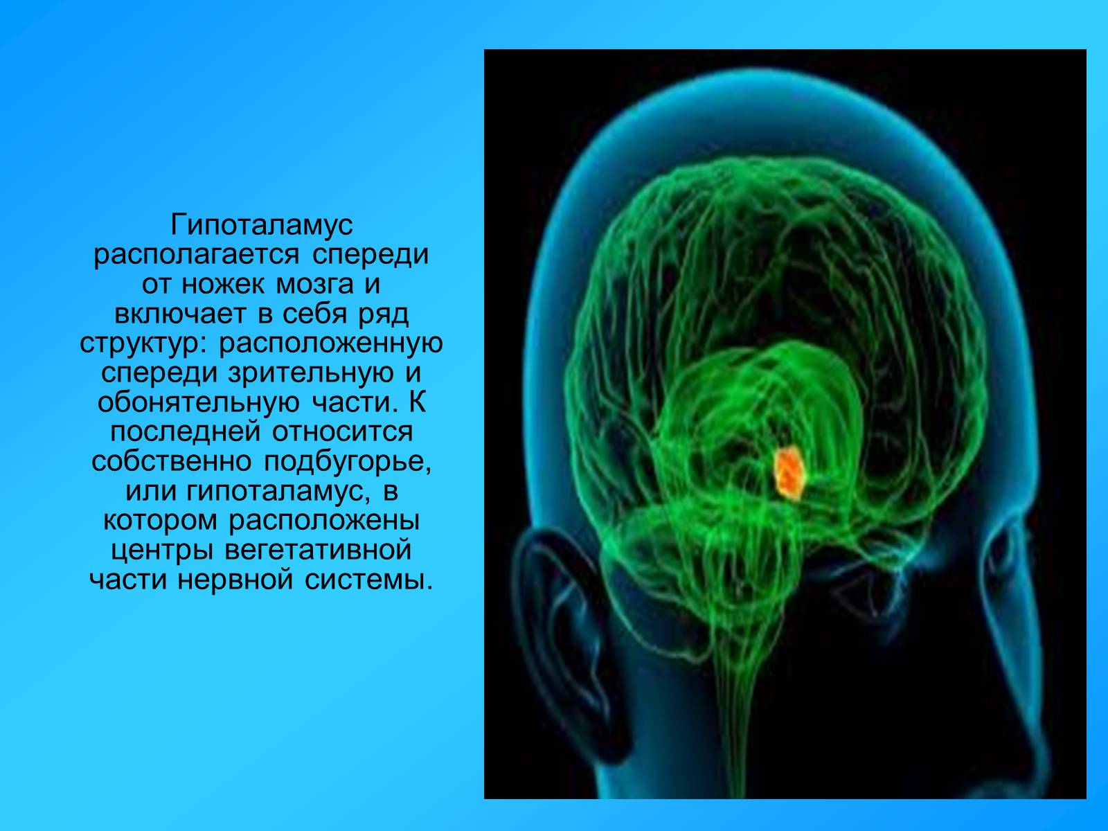 Презентація на тему «Гипоталамус» - Слайд #3 Презентація на тему «Гипоталамус» - Слайд #3