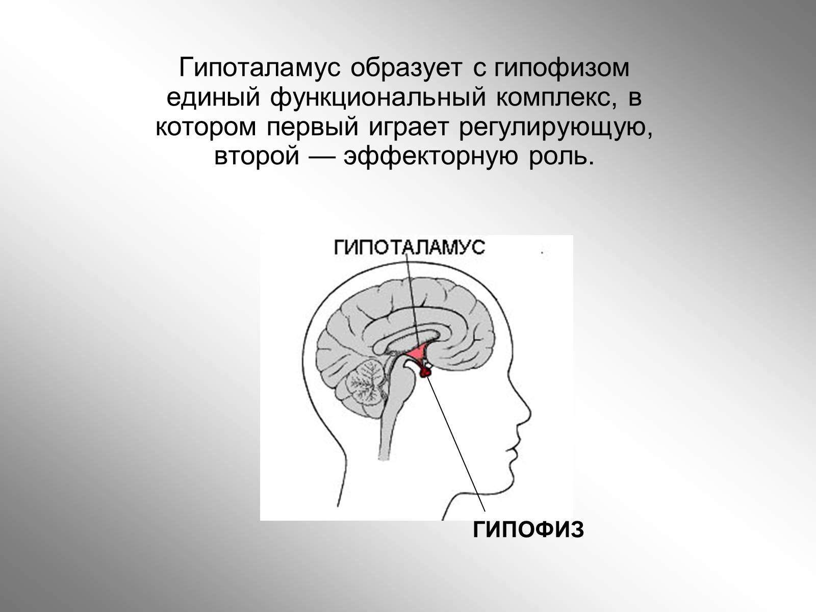Презентація на тему «Гипоталамус» - Слайд #6 Презентація на тему «Гипоталамус» - Слайд #6