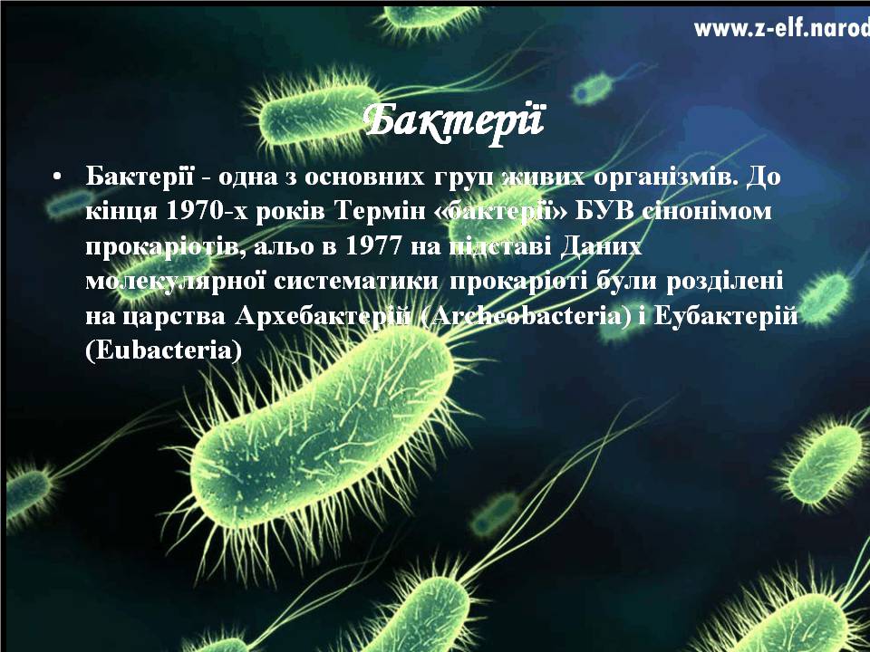 Презентація на тему «Бактерії» (варіант 4) - Слайд #2 Презентація на тему «Бактерії» (варіант 4) - Слайд #2