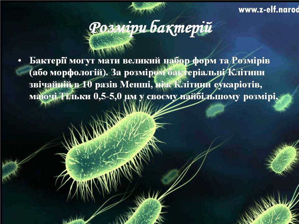 Презентація на тему «Бактерії» (варіант 4) - Слайд #6 Презентація на тему «Бактерії» (варіант 4) - Слайд #6
