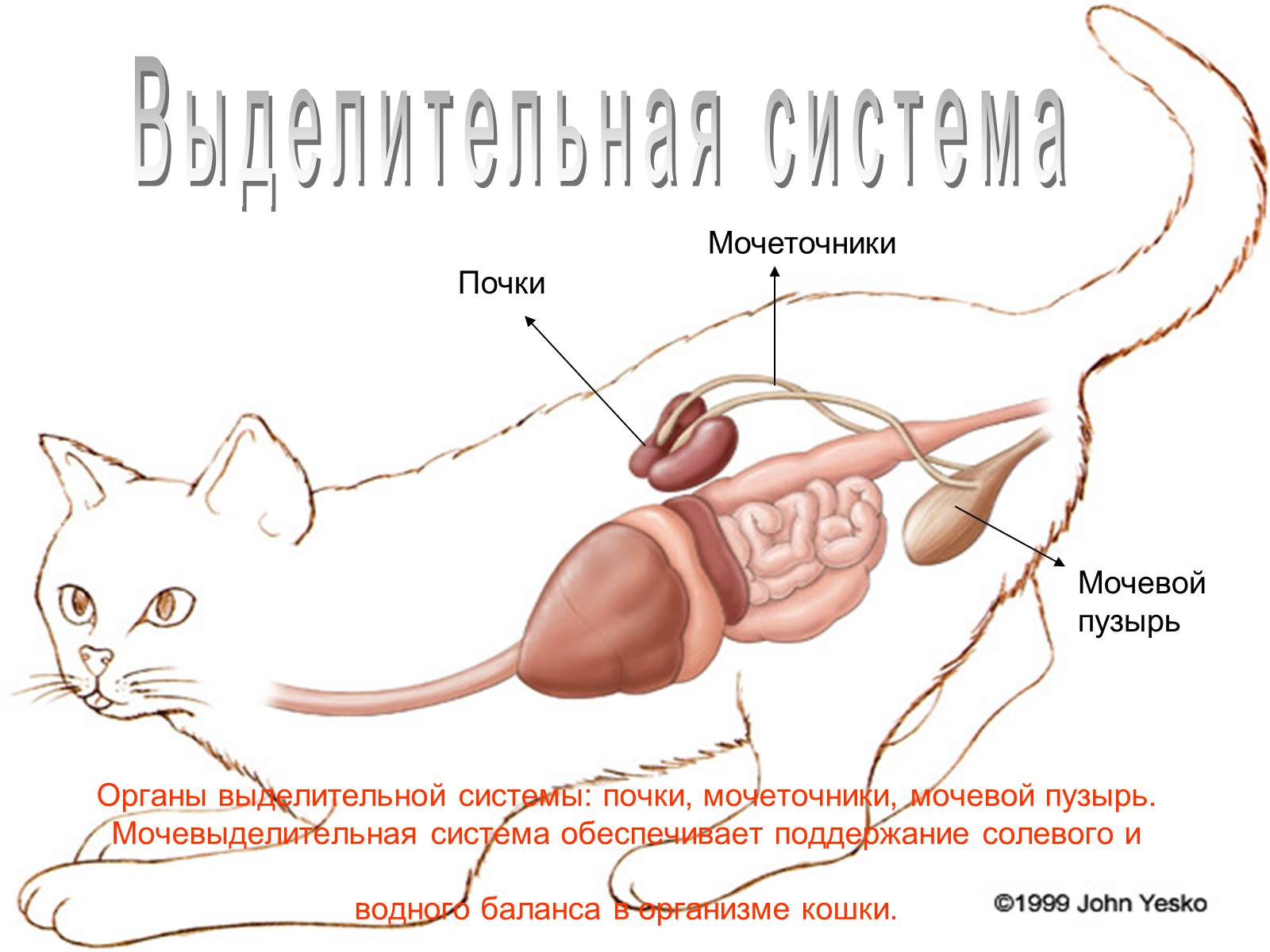 Презентація на тему «Семейство кошачьи» - Слайд #16 Презентація на тему «Семейство кошачьи» - Слайд #16