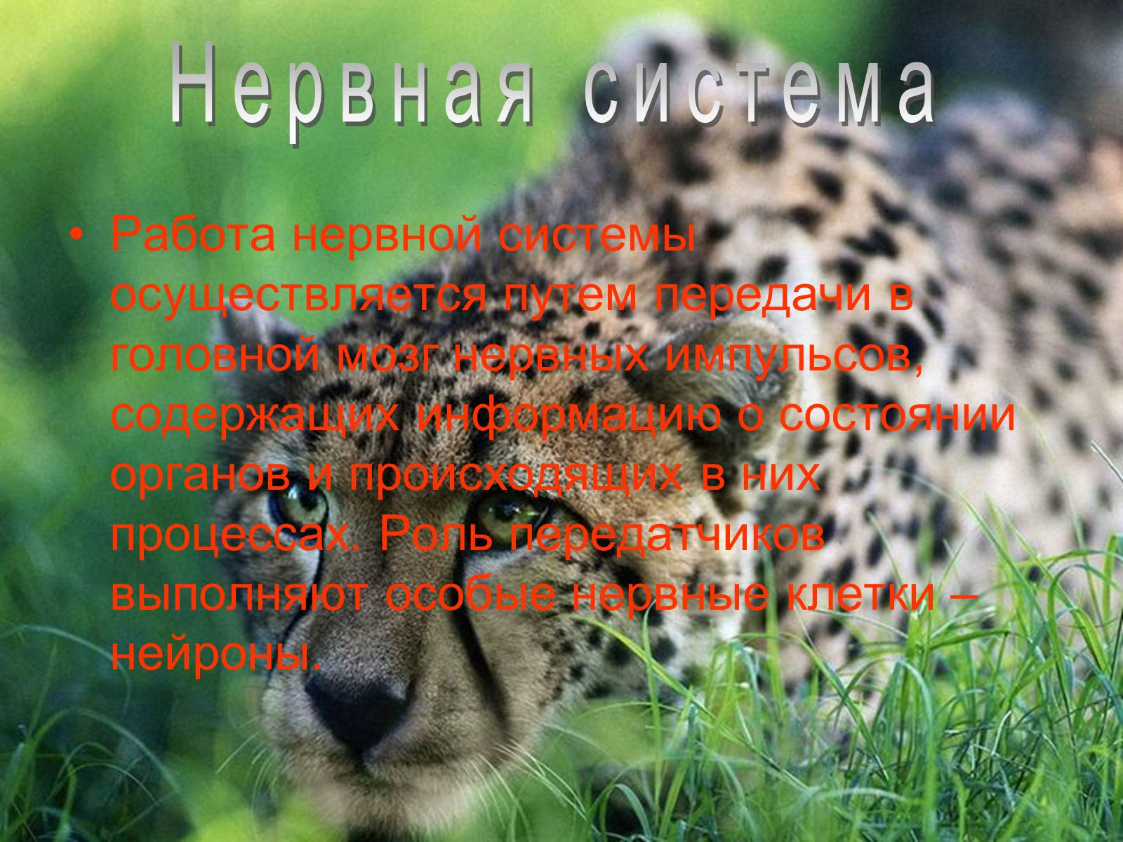 Презентація на тему «Семейство кошачьи» - Слайд #17 Презентація на тему «Семейство кошачьи» - Слайд #17