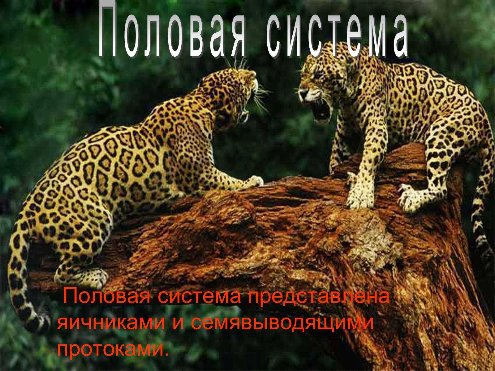 Презентація на тему «Семейство кошачьи» - Слайд #23 Презентація на тему «Семейство кошачьи» - Слайд #23