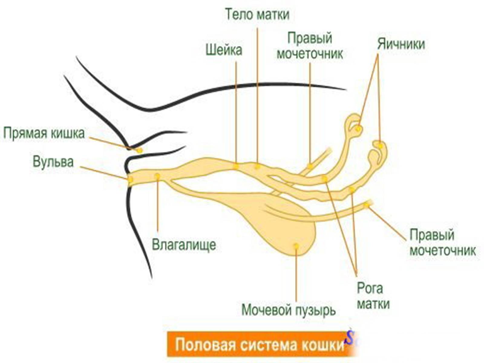 Презентація на тему «Семейство кошачьи» - Слайд #25 Презентація на тему «Семейство кошачьи» - Слайд #25