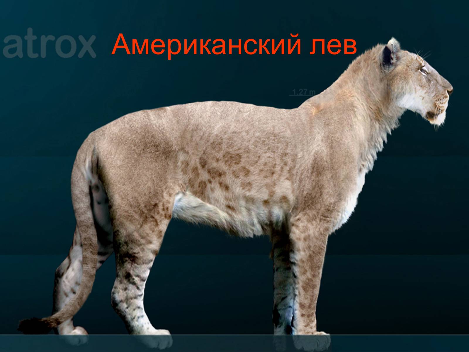 Презентація на тему «Семейство кошачьи» - Слайд #27 Презентація на тему «Семейство кошачьи» - Слайд #27