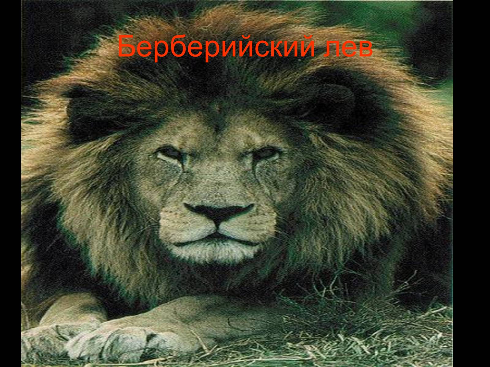 Презентація на тему «Семейство кошачьи» - Слайд #28 Презентація на тему «Семейство кошачьи» - Слайд #28