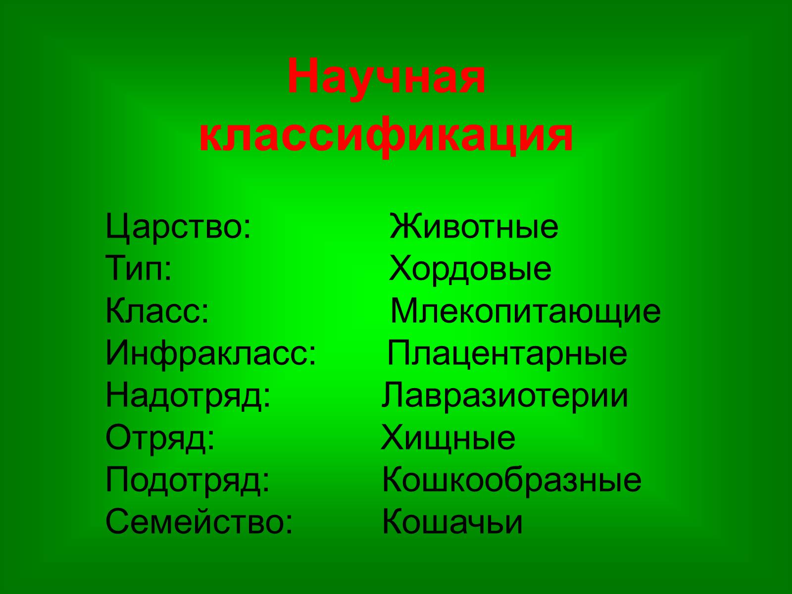 Презентація на тему «Семейство кошачьи» - Слайд #3 Презентація на тему «Семейство кошачьи» - Слайд #3