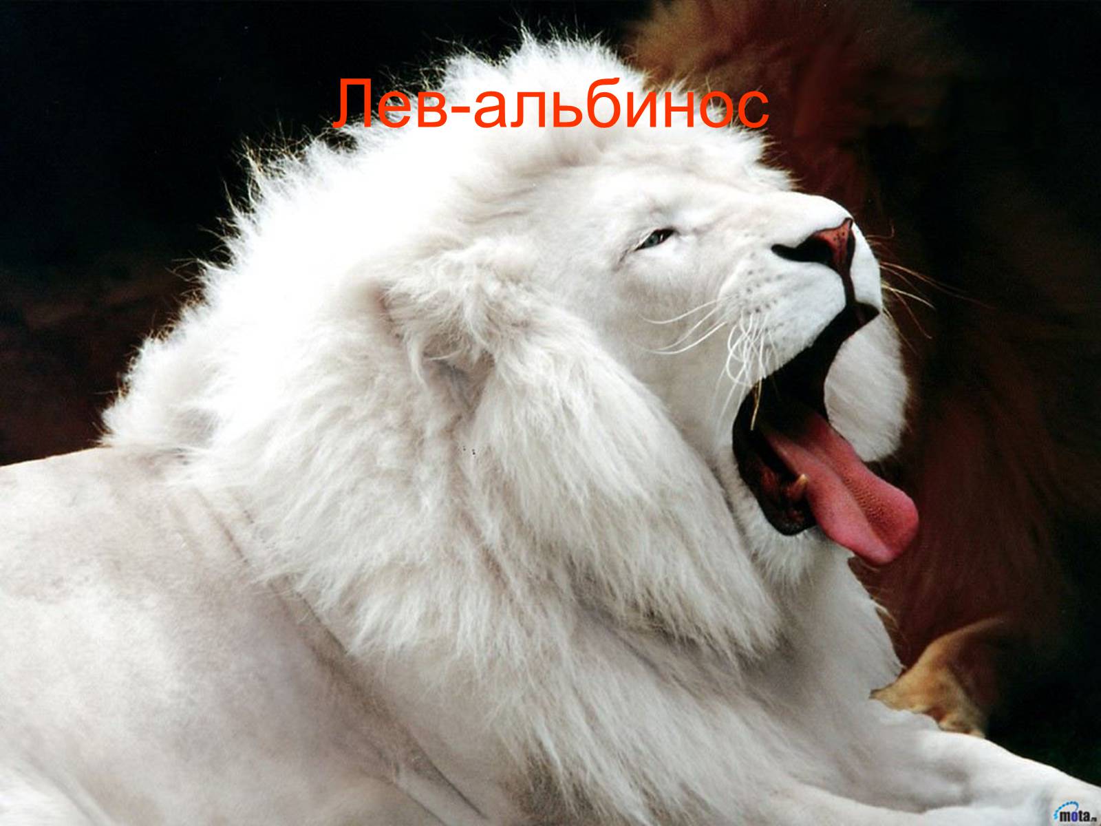 Презентація на тему «Семейство кошачьи» - Слайд #35 Презентація на тему «Семейство кошачьи» - Слайд #35