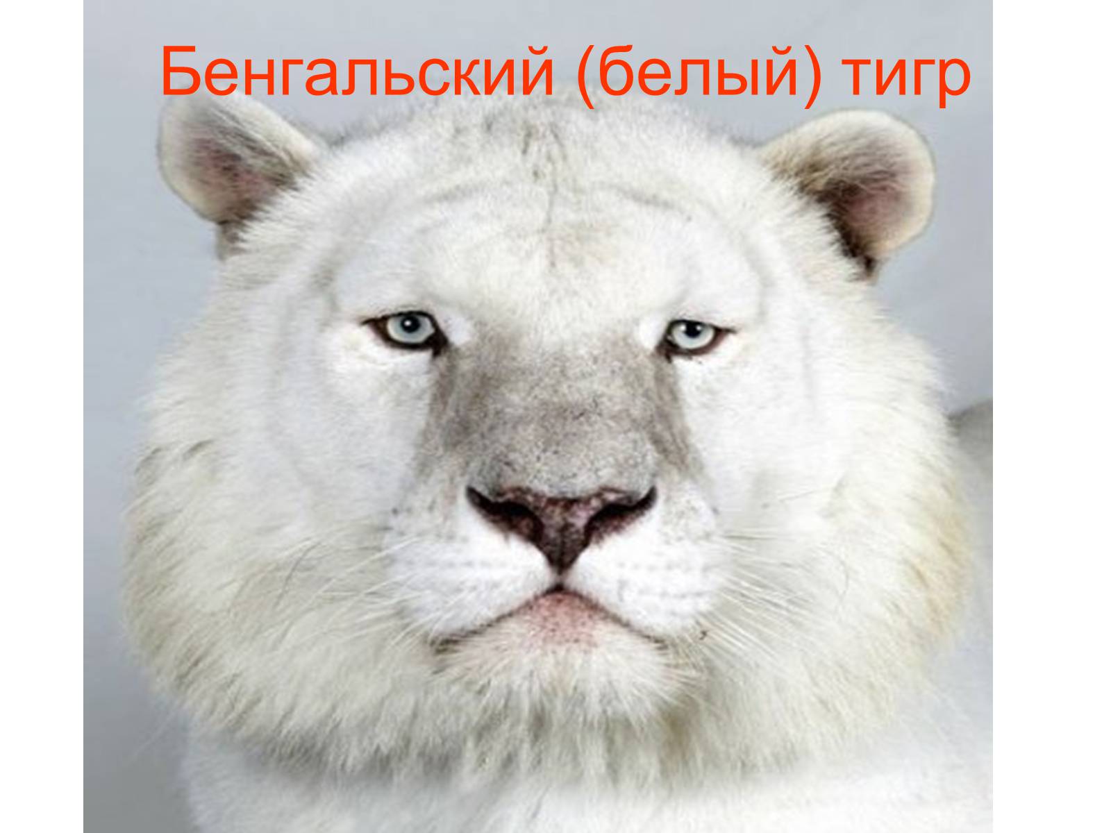 Презентація на тему «Семейство кошачьи» - Слайд #37 Презентація на тему «Семейство кошачьи» - Слайд #37