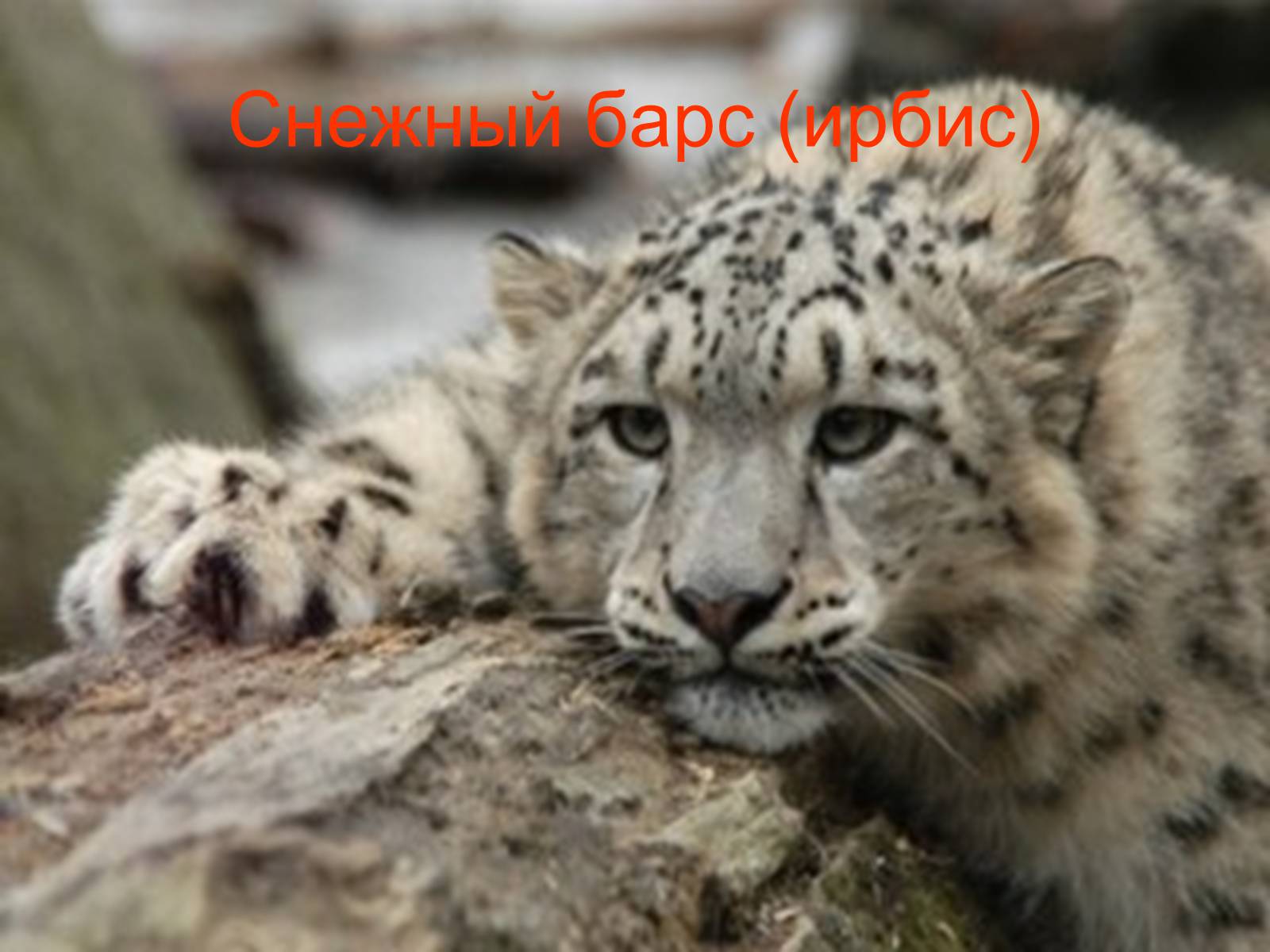 Презентація на тему «Семейство кошачьи» - Слайд #47 Презентація на тему «Семейство кошачьи» - Слайд #47