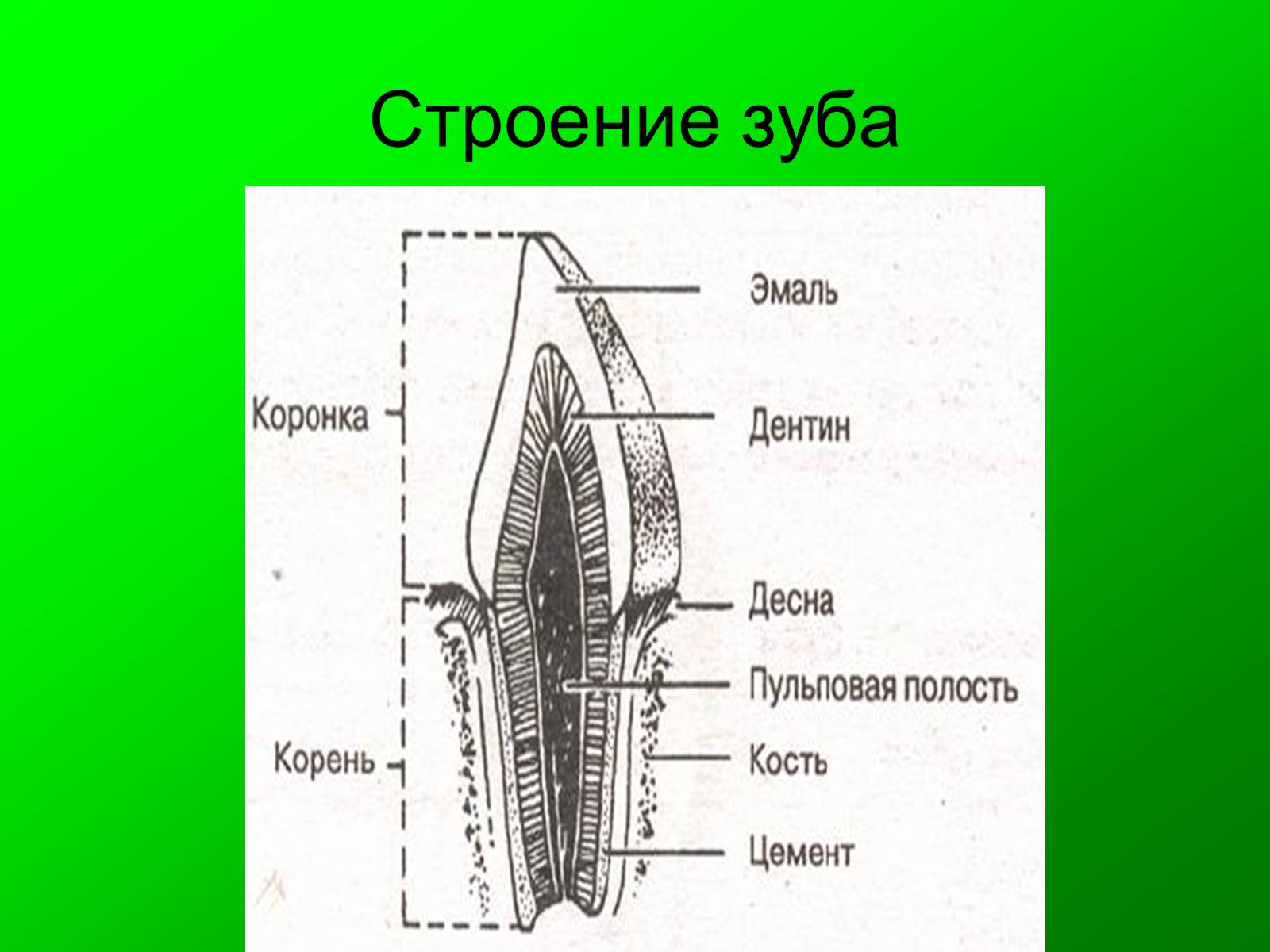Презентація на тему «Семейство кошачьи» - Слайд #6 Презентація на тему «Семейство кошачьи» - Слайд #6