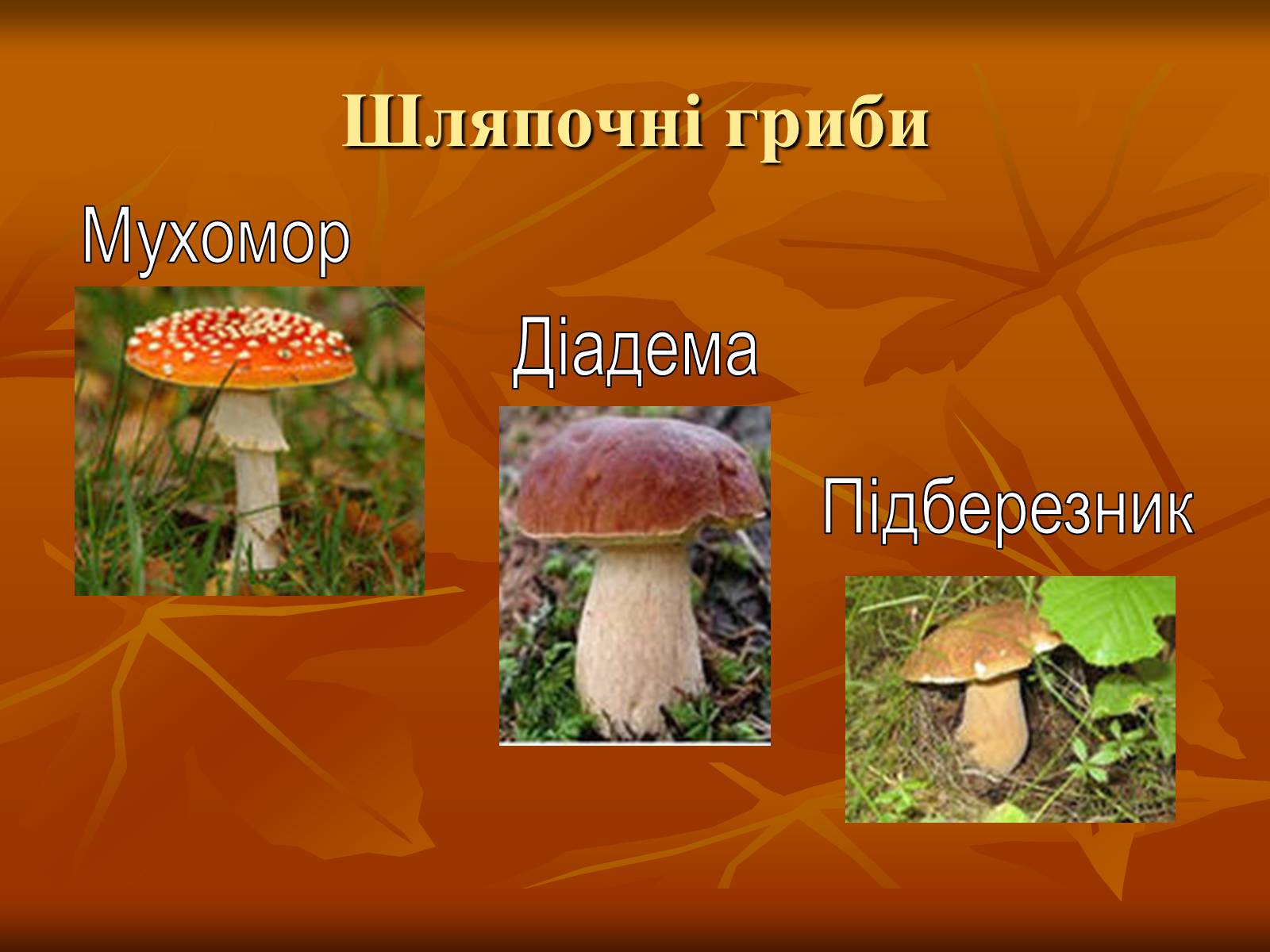 Презентація на тему «Гриби» (варіант 2) - Слайд #4 Презентація на тему «Гриби» (варіант 2) - Слайд #4