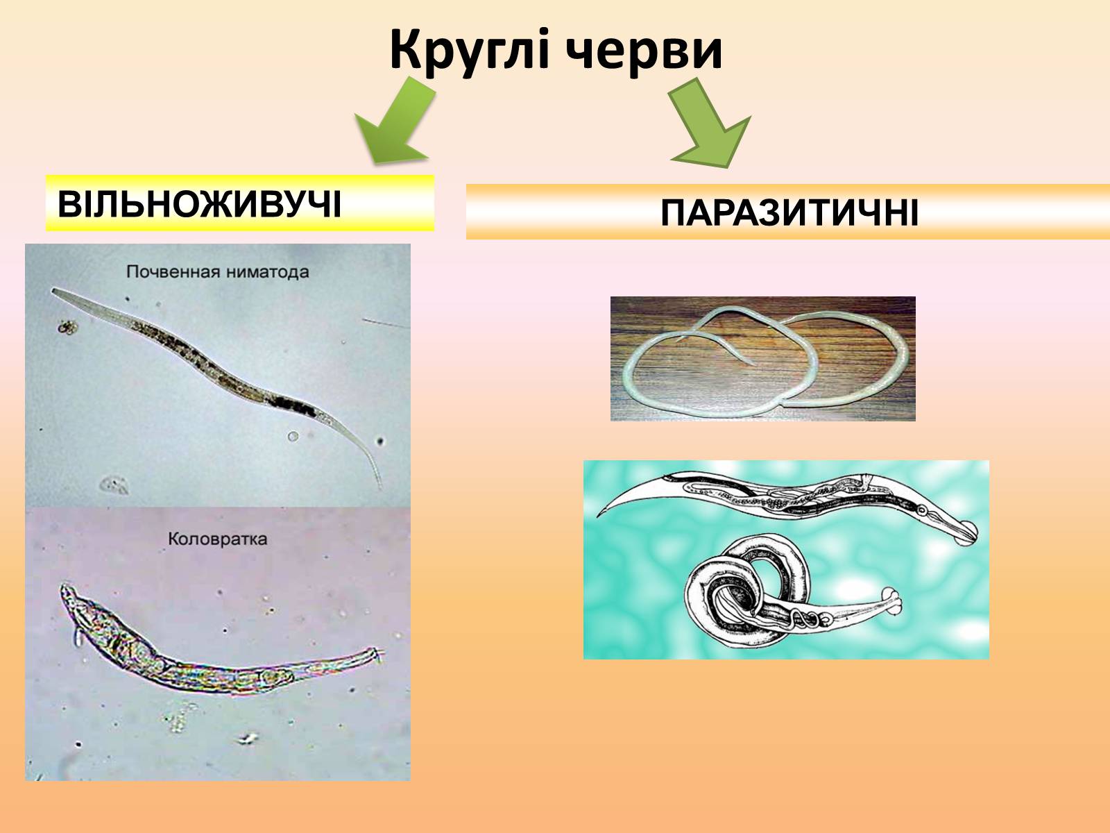 Презентація на тему «Тип Круглі черви» - Слайд #2 Презентація на тему «Тип Круглі черви» - Слайд #2