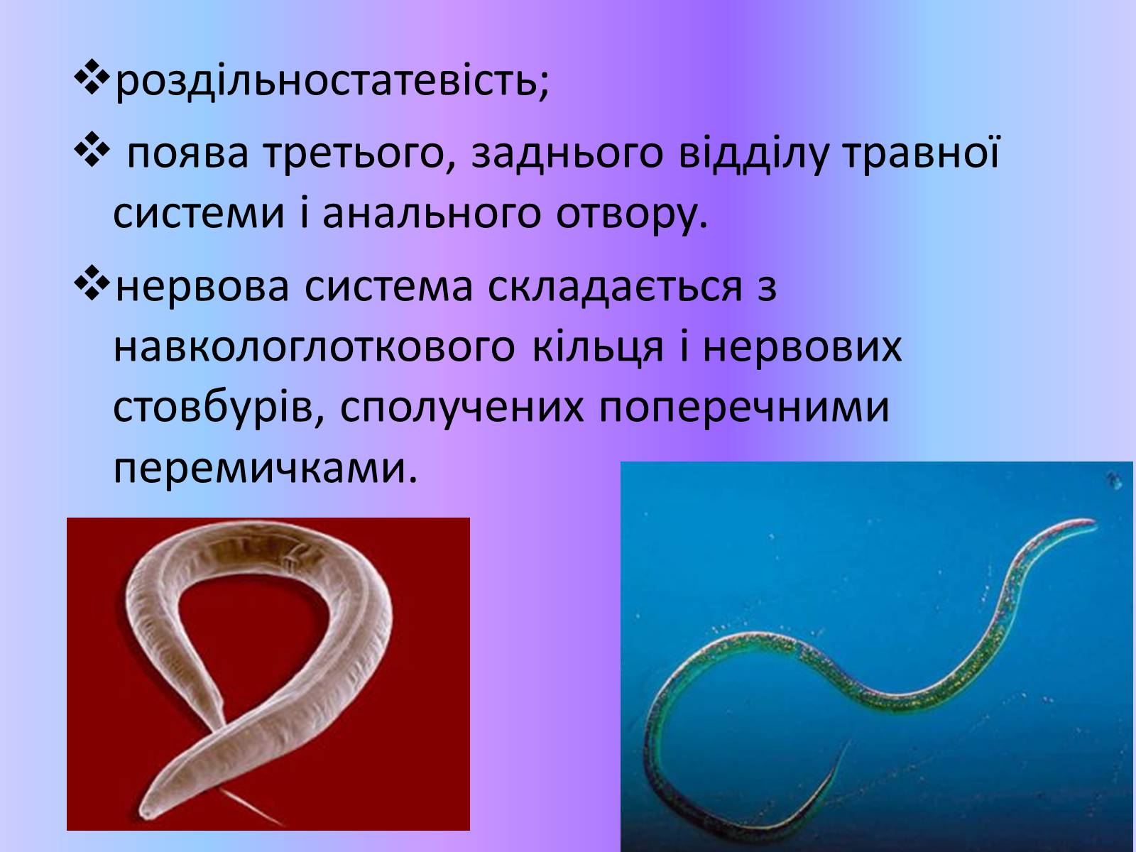 Презентація на тему «Тип Круглі черви» - Слайд #4 Презентація на тему «Тип Круглі черви» - Слайд #4
